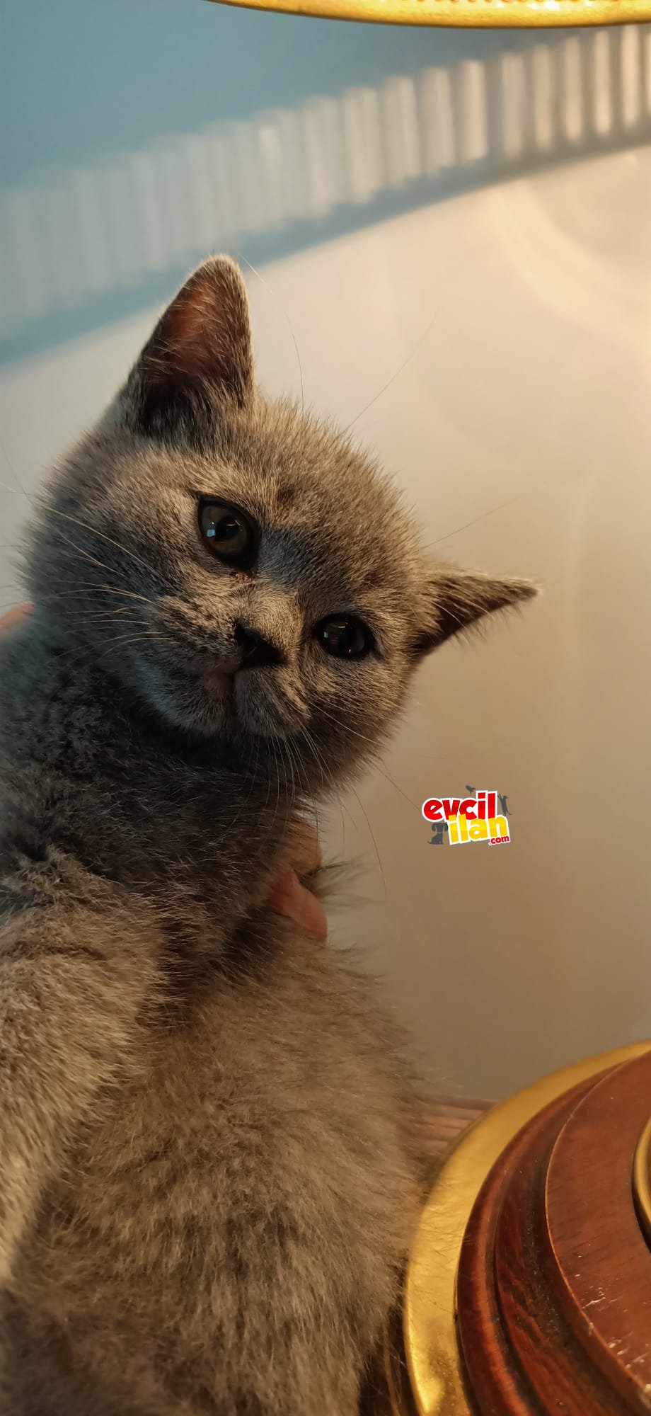 3 aylık dişi yavrumuza yuva arıyoruz 