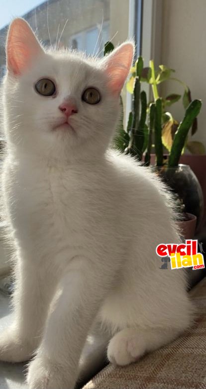3 aylık erkek British Shorthair yavrumuz.Kuru mama ve tuvalet eğitimi vardır.
