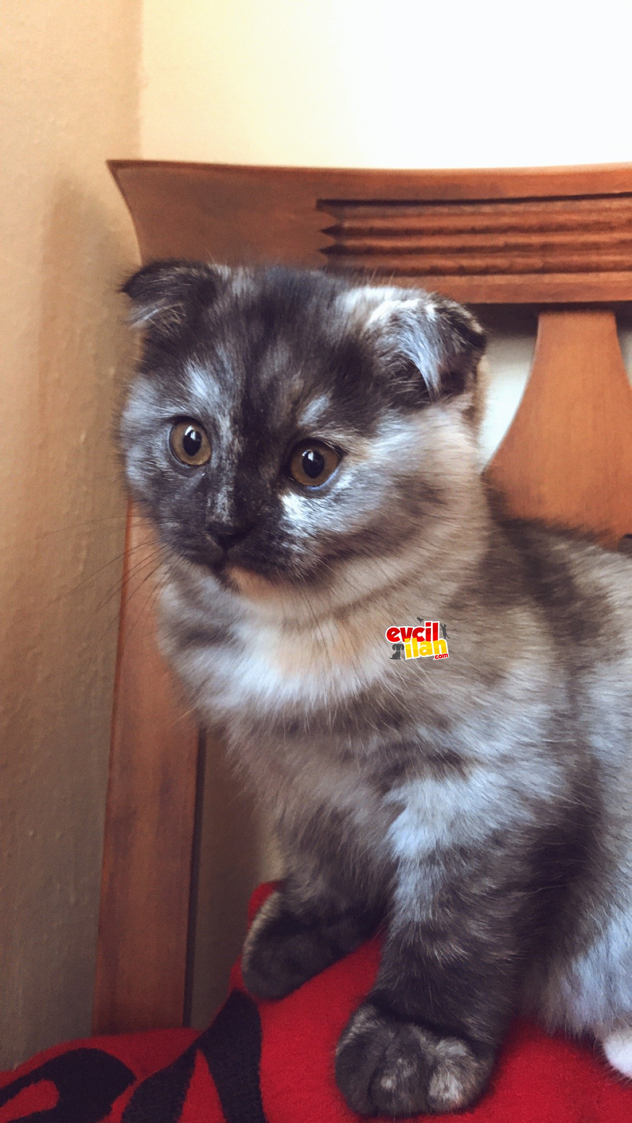3 aylık erkek British Shorthair yavrumuz.Kuru mama ve tuvalet eğitimi vardır.