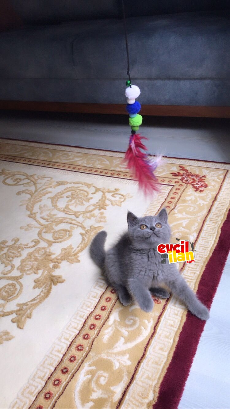3 AYLIK ERKEK BRİTİSH SHORTHAİR