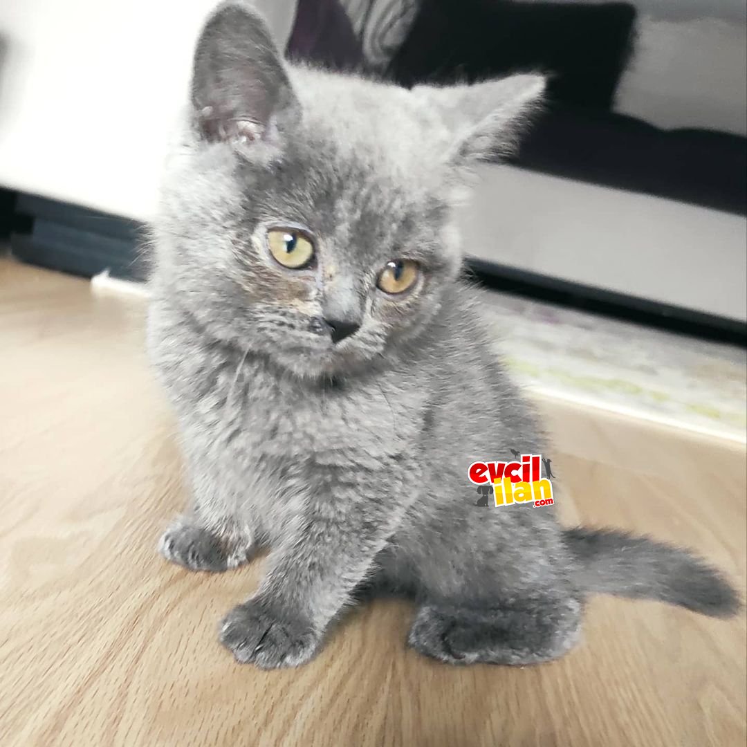 3 aylık erkek british yavru