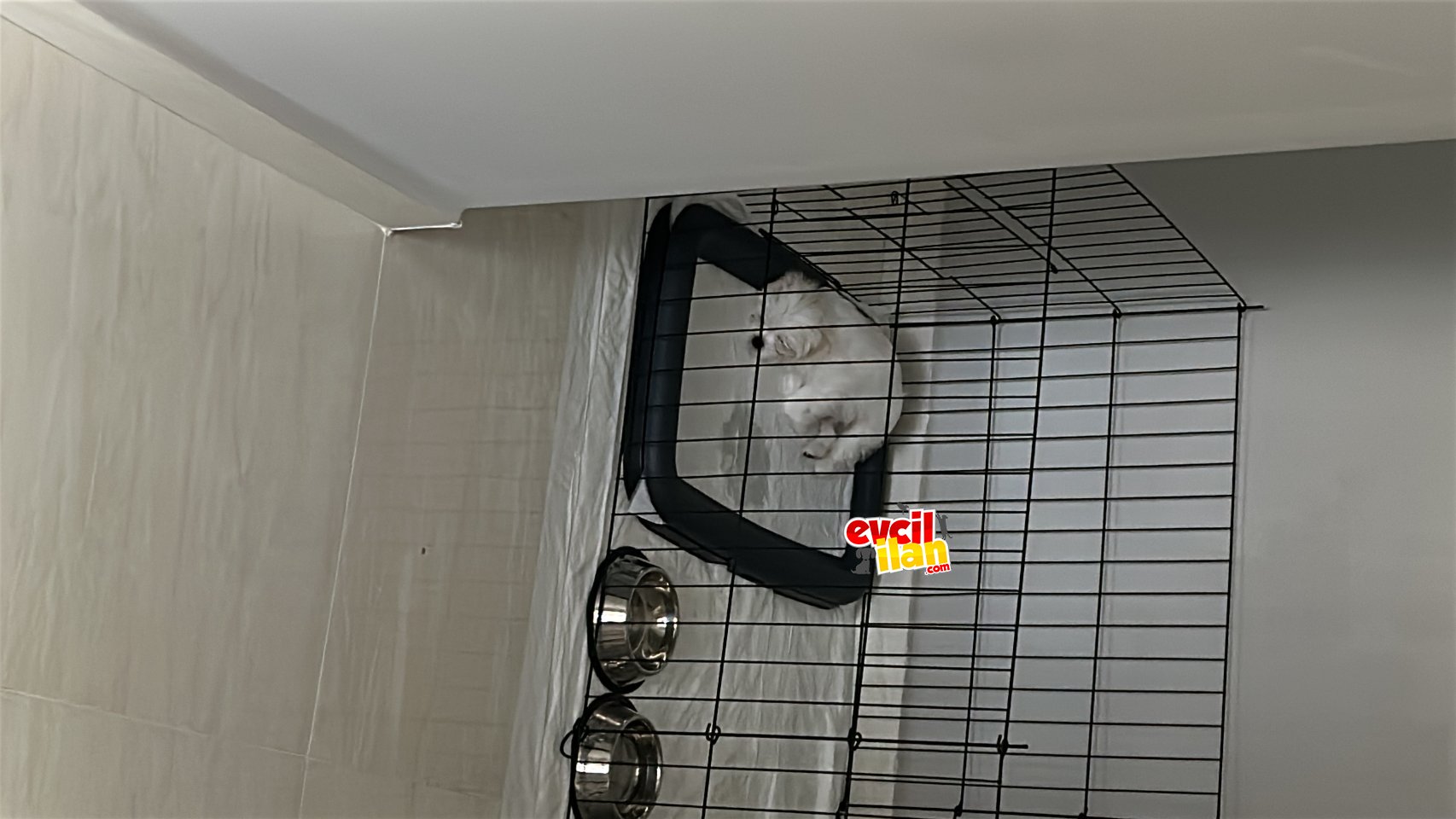3 aylık erkek Maltese bebek şereceli mikrocipli