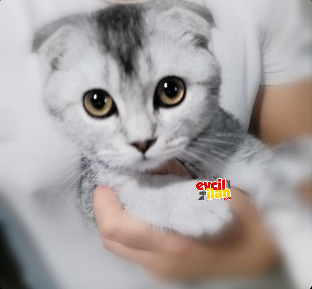 3 aylık erkek scottish fold