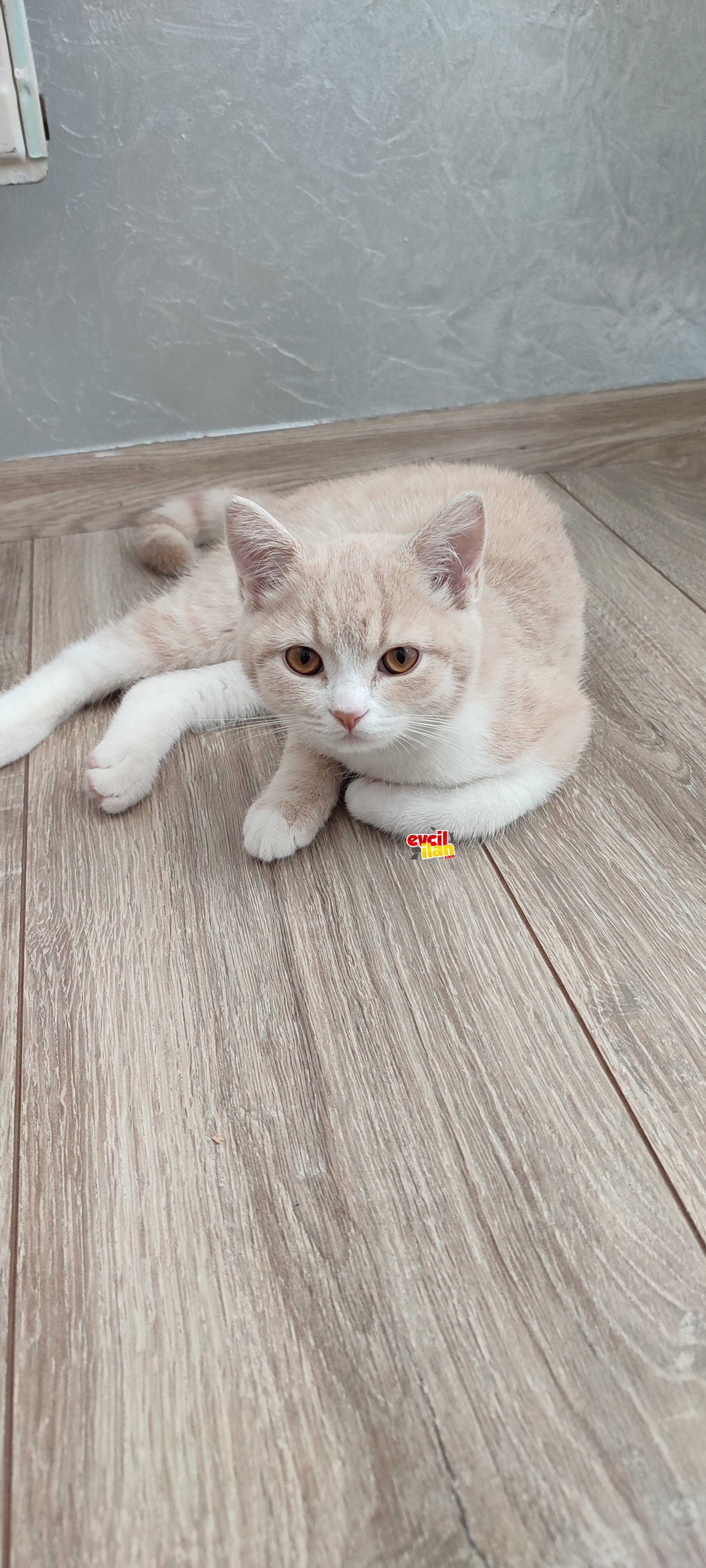 3 aylık erkek 
