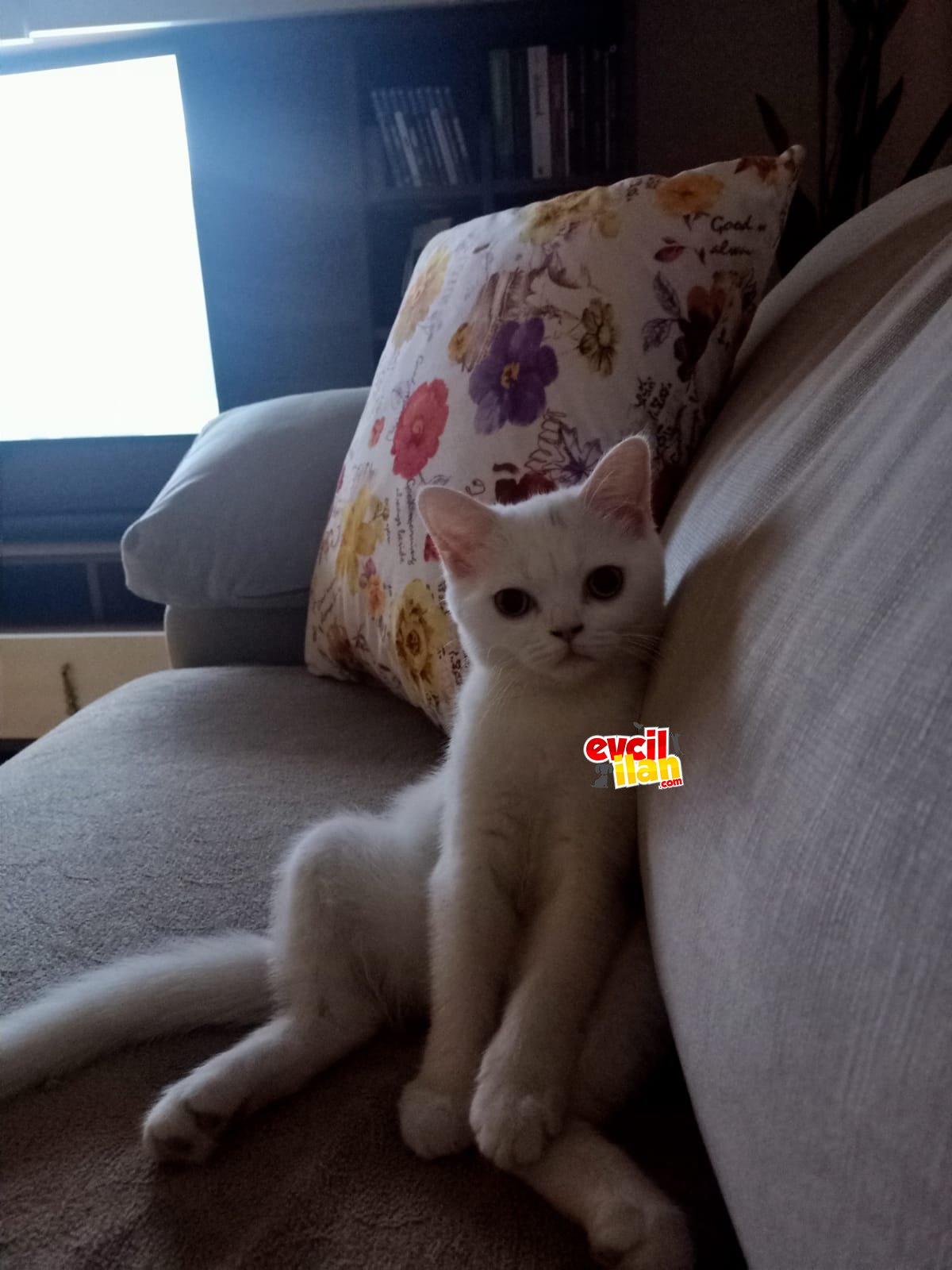 3 AYLIK KAR BEYAZI YAVRUMUZ YENİ YUVASINI ARIYOR
