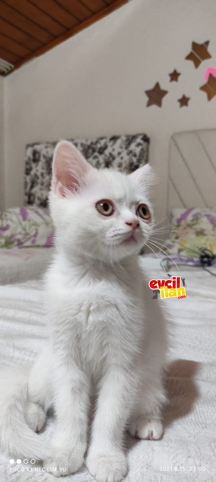 3 AYLIK KAR BEYAZI YAVRUMUZ YENİ YUVASINI ARIYOR