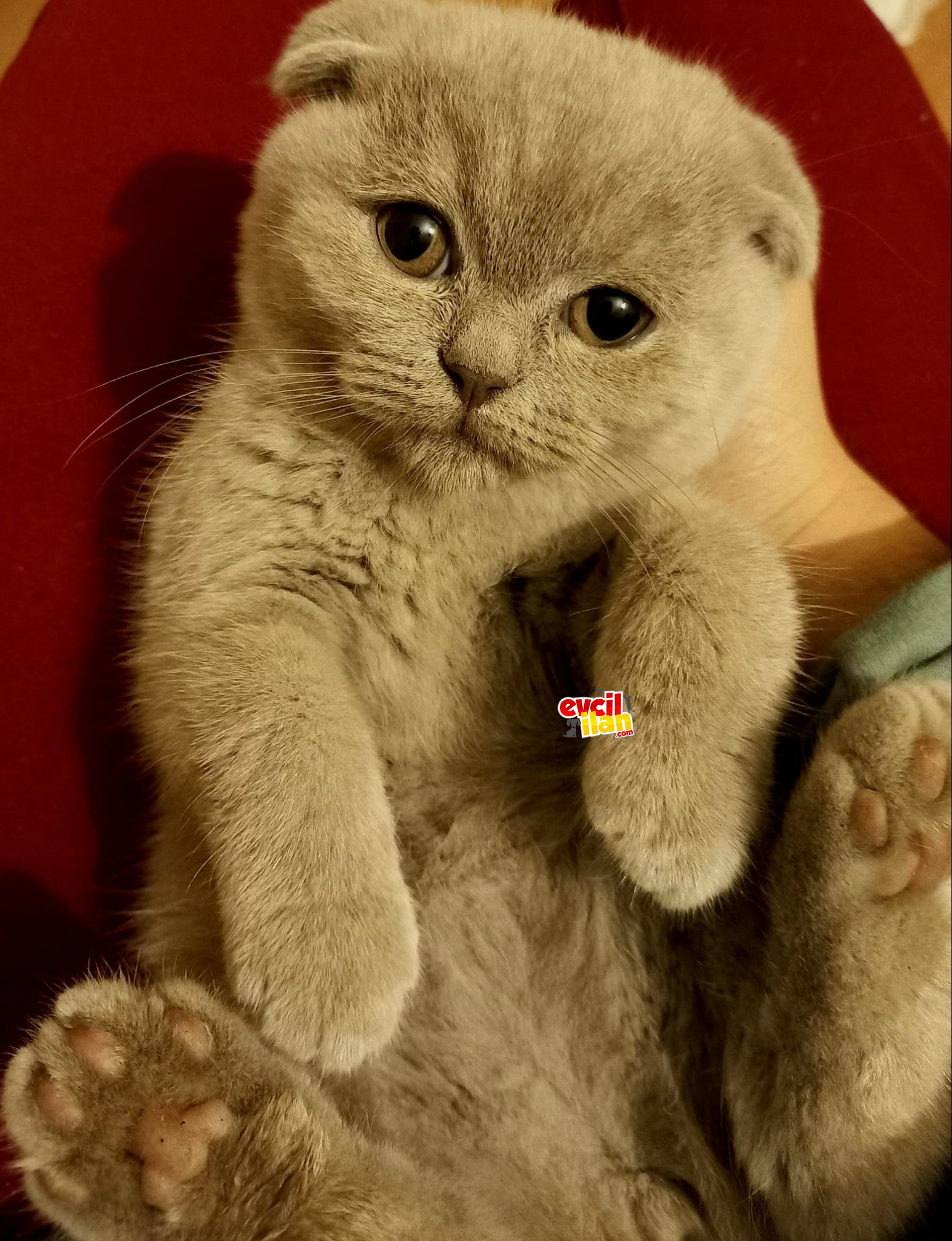 3 Aylık Lilac Dişi Scottish fold