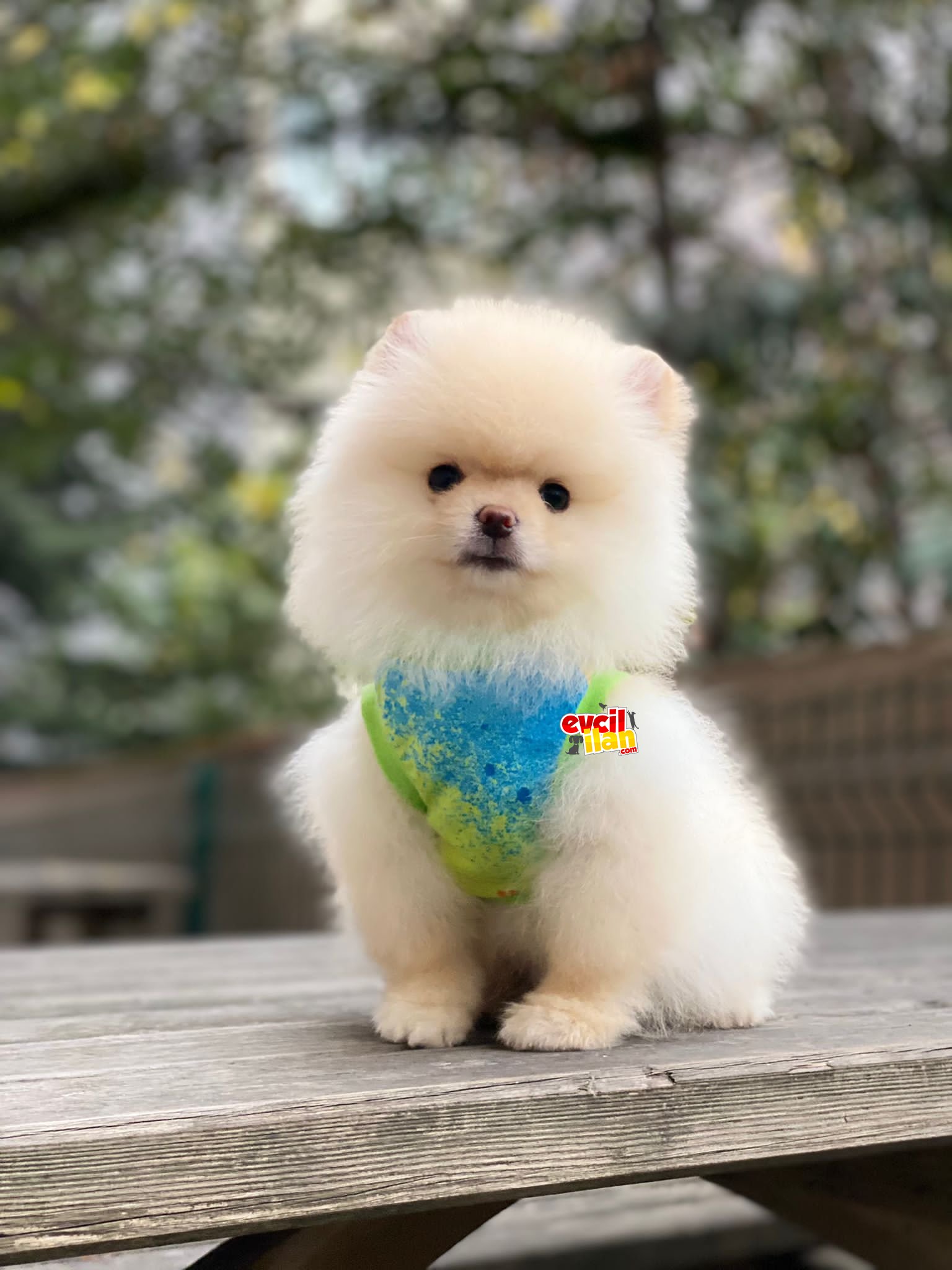 3 aylık Orjinal Pomeranian Boo Yavrumuz 