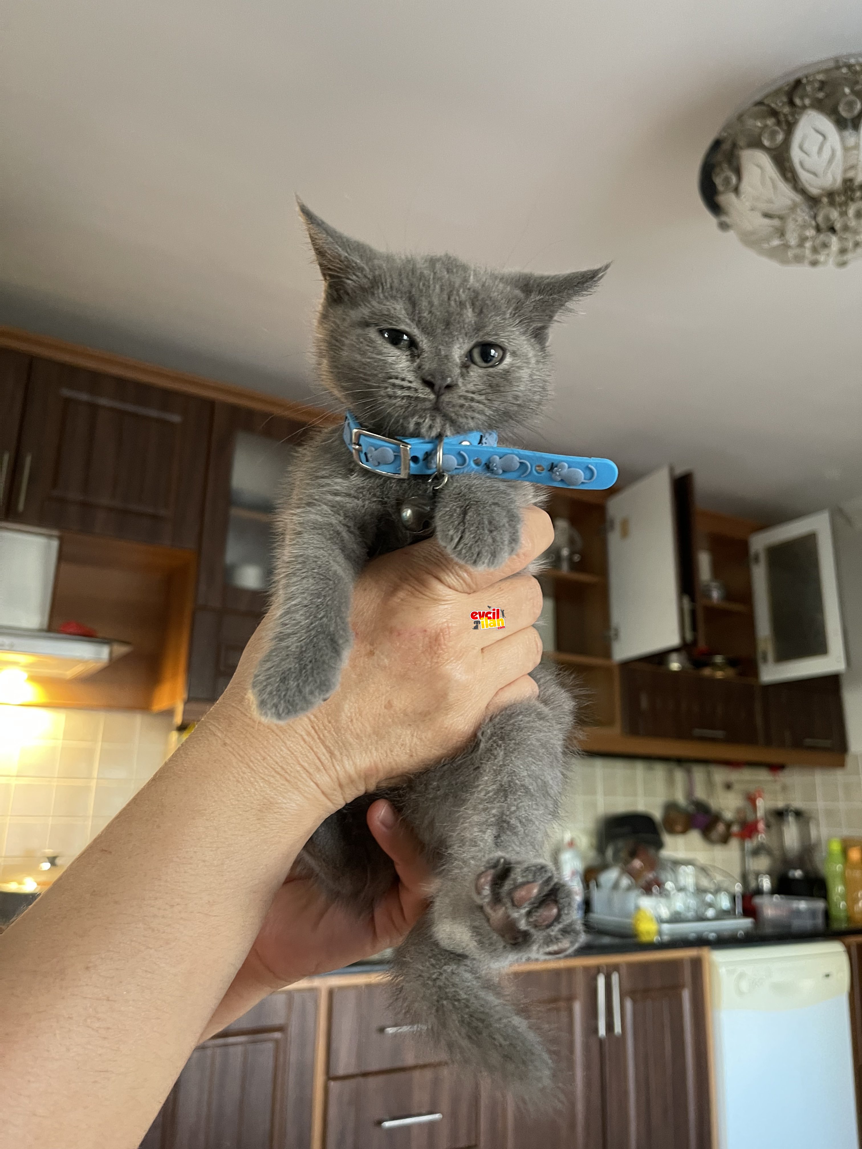 3 aylık oyuncu sevimli scottish fold