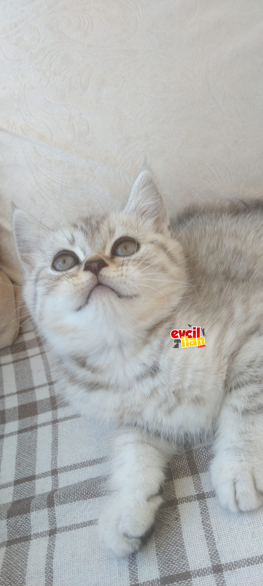 3 aylık safkan britisht