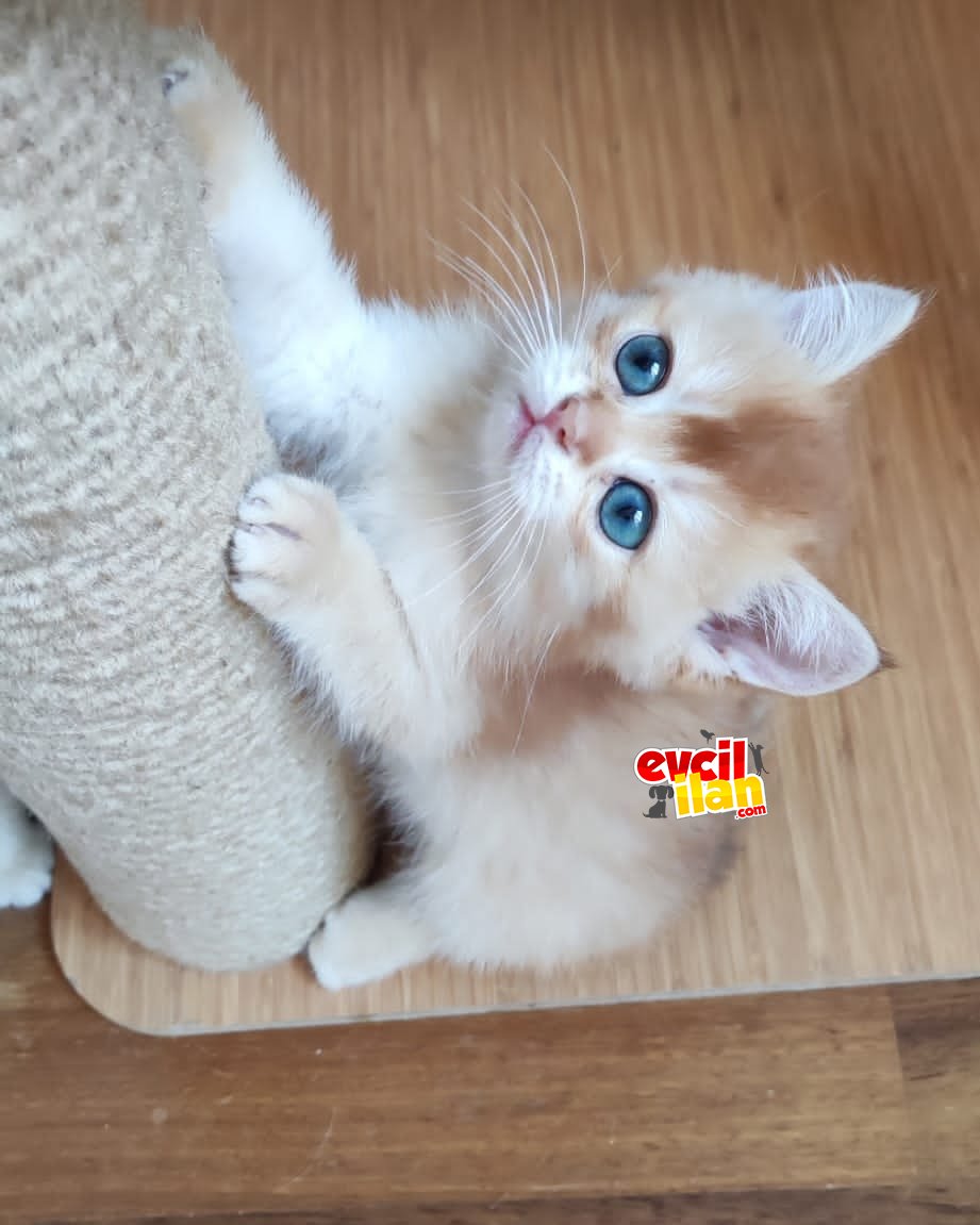 3 aylık scr li by12 erkek 