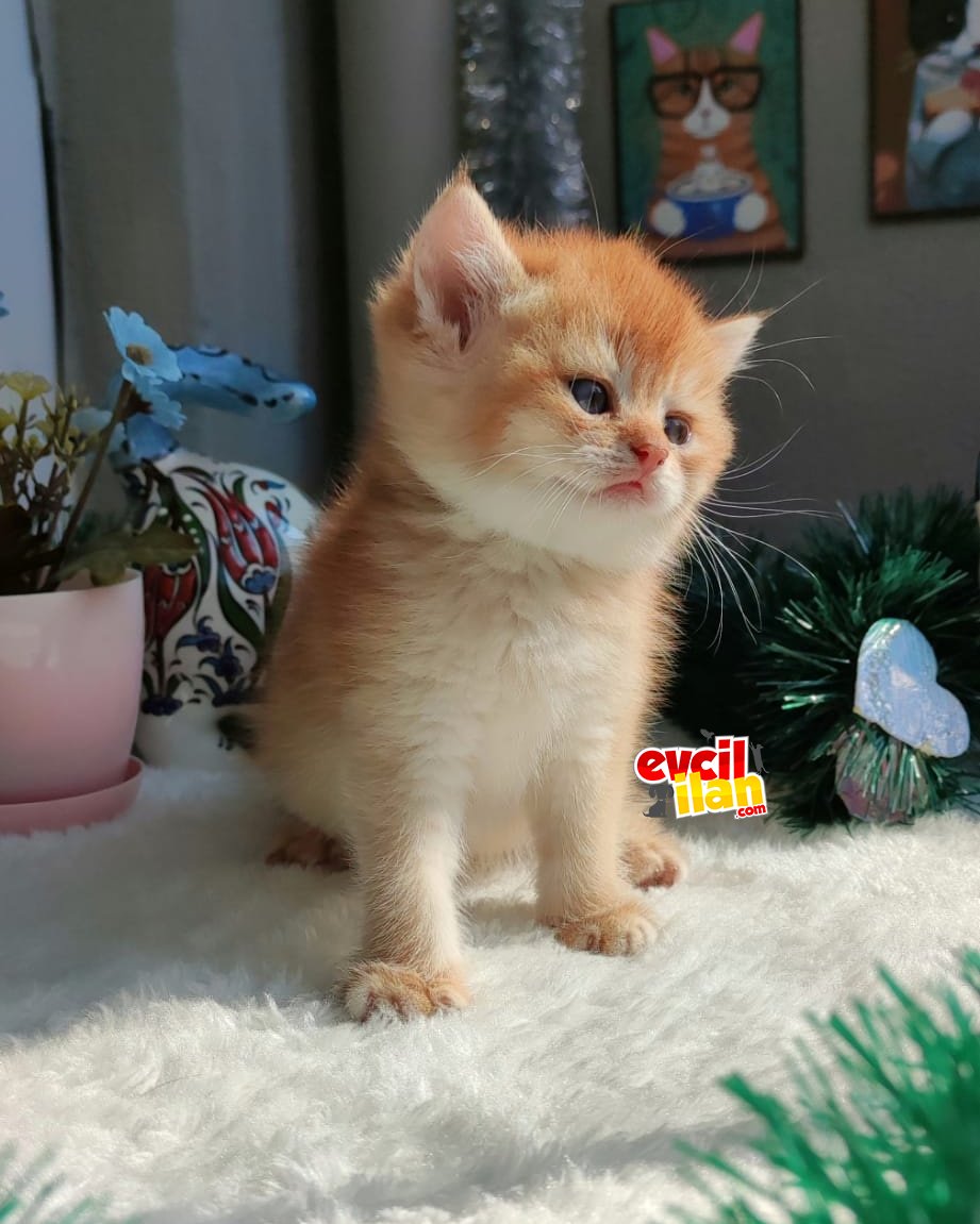 3 aylık scr li by12 erkek 