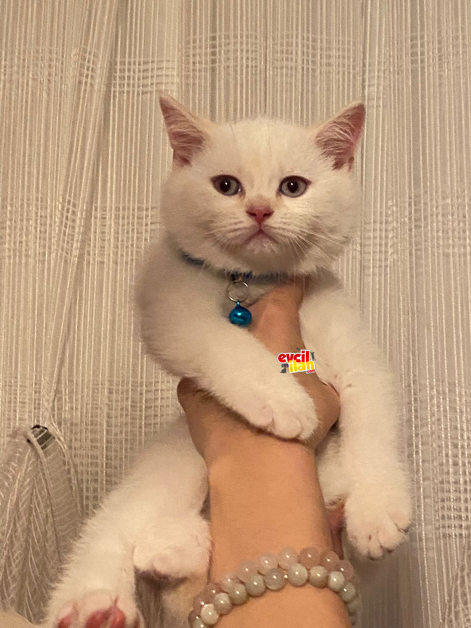 3 AYLIK TATLI YAVRUMA YUVA ARIYORUM