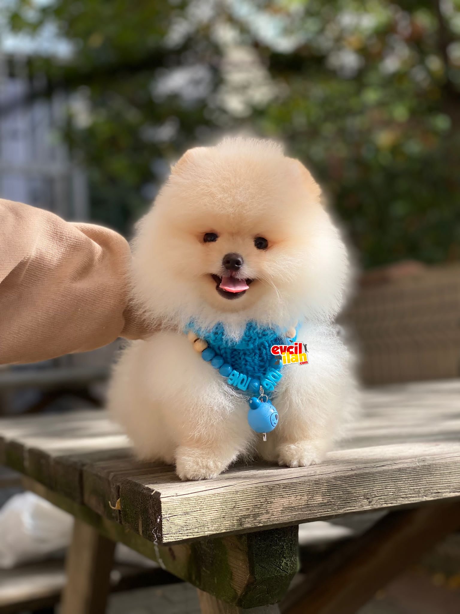 3 aylık Teddy Face Pomeranian Boo Yavrumuz 