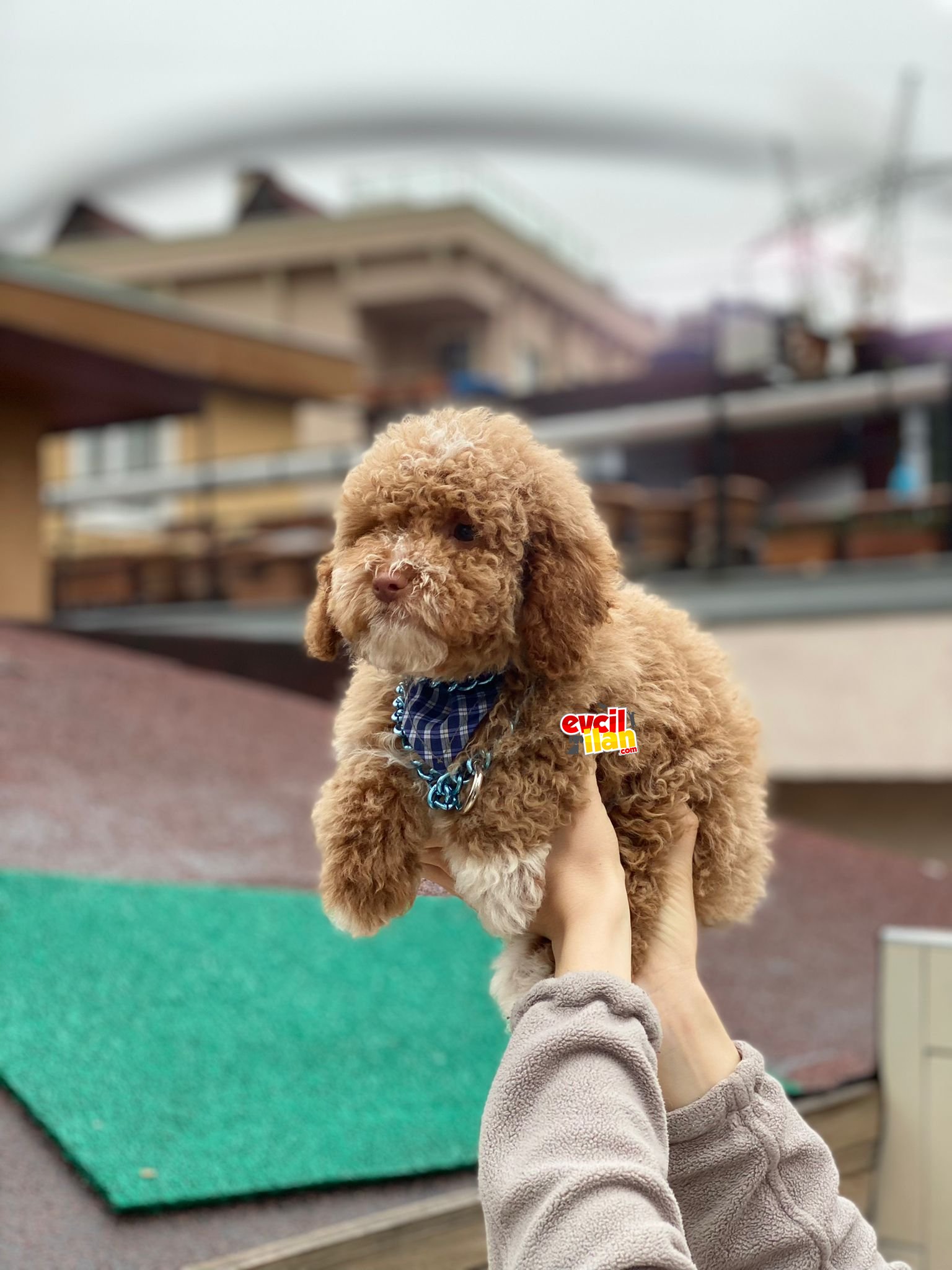 3 Aylık Toy Poodle Yavrumuz