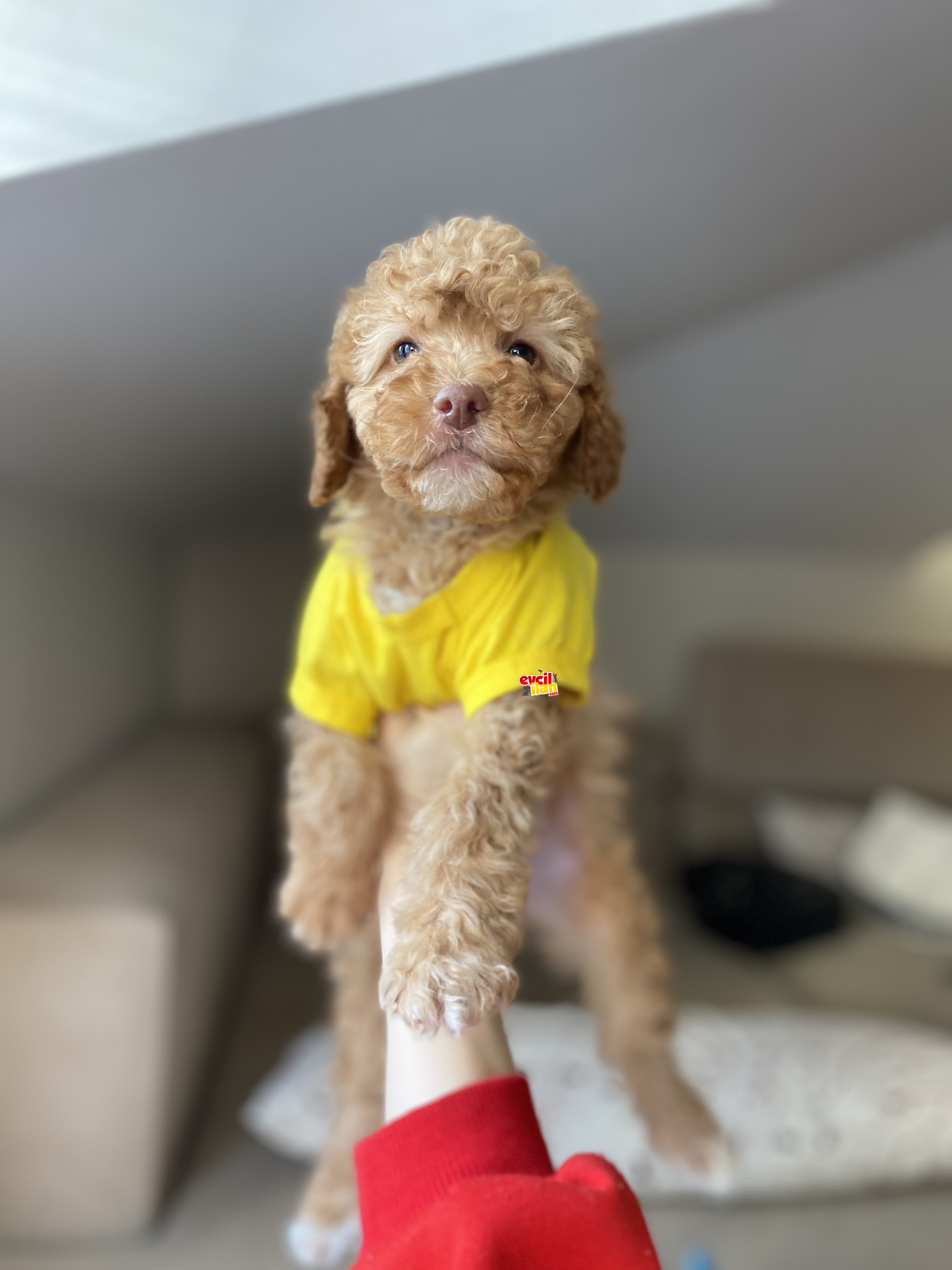 3 Aylık Toy Poodle Yavrumuz 