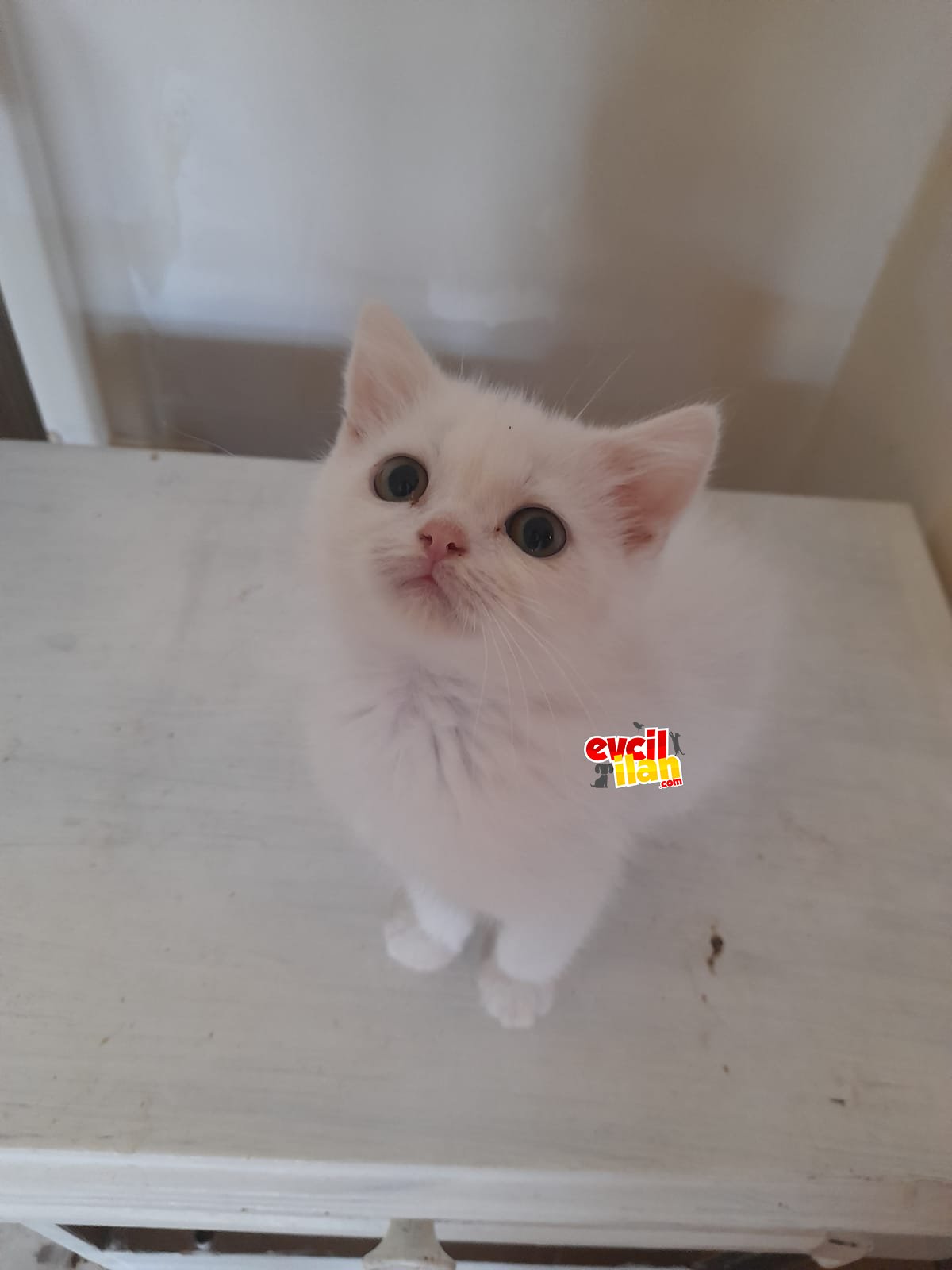 3 AYLIK YAVRU BRİTİSH ERKEK