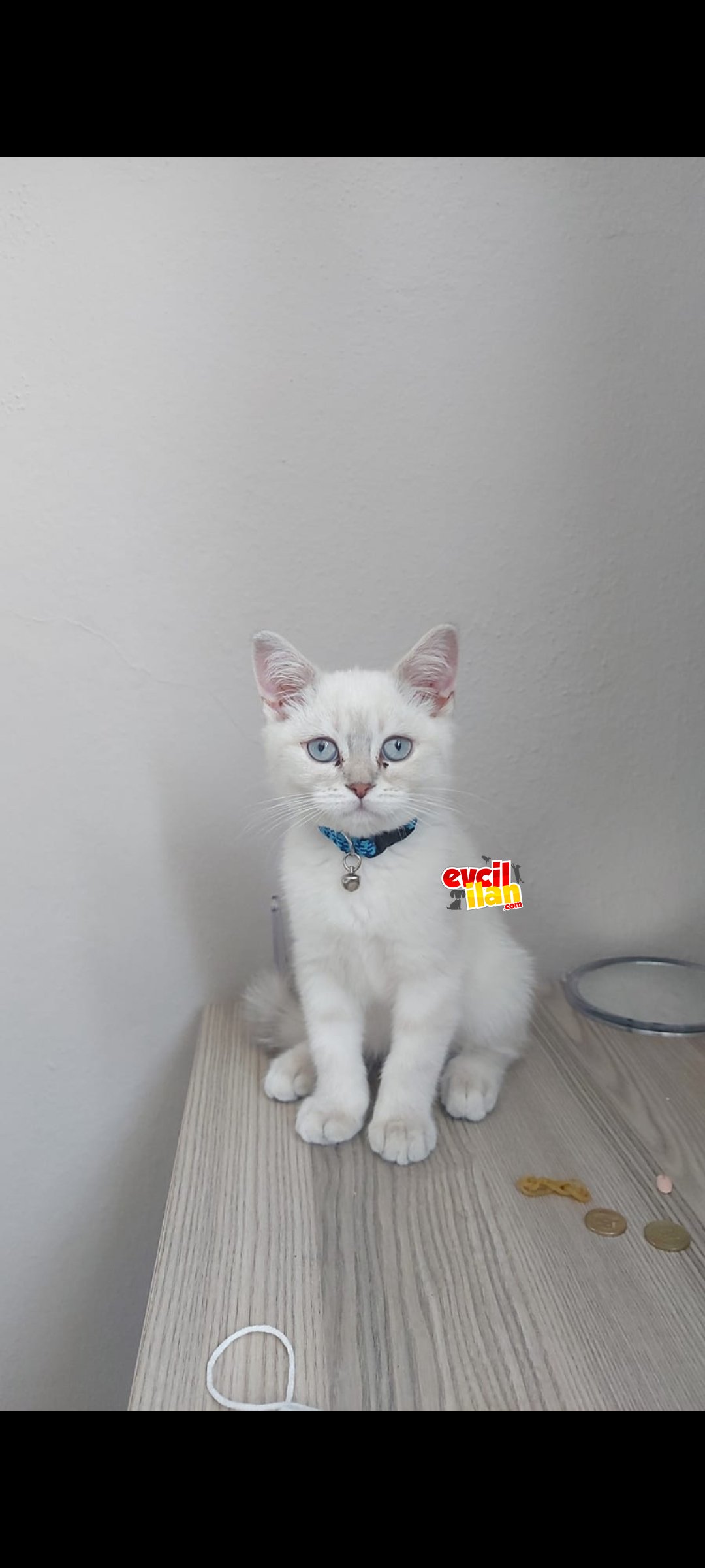 3 aylık yavrumuz için yuva aramaktayız