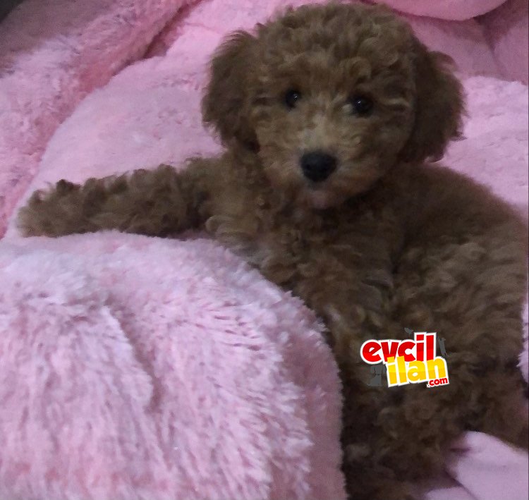 3 aylık erkek minyatür poodle