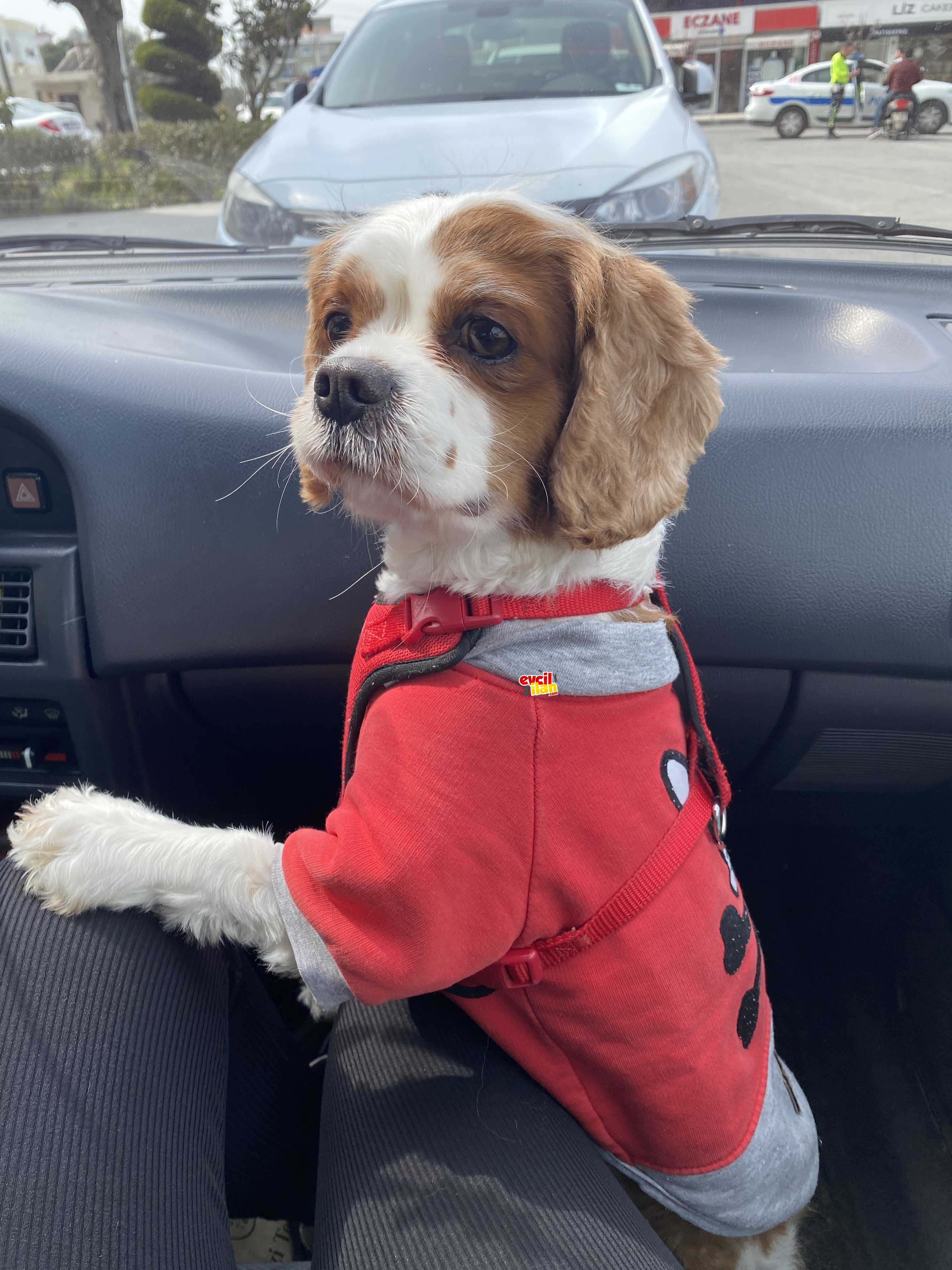  3 buçuk yaşında cavalier king charles