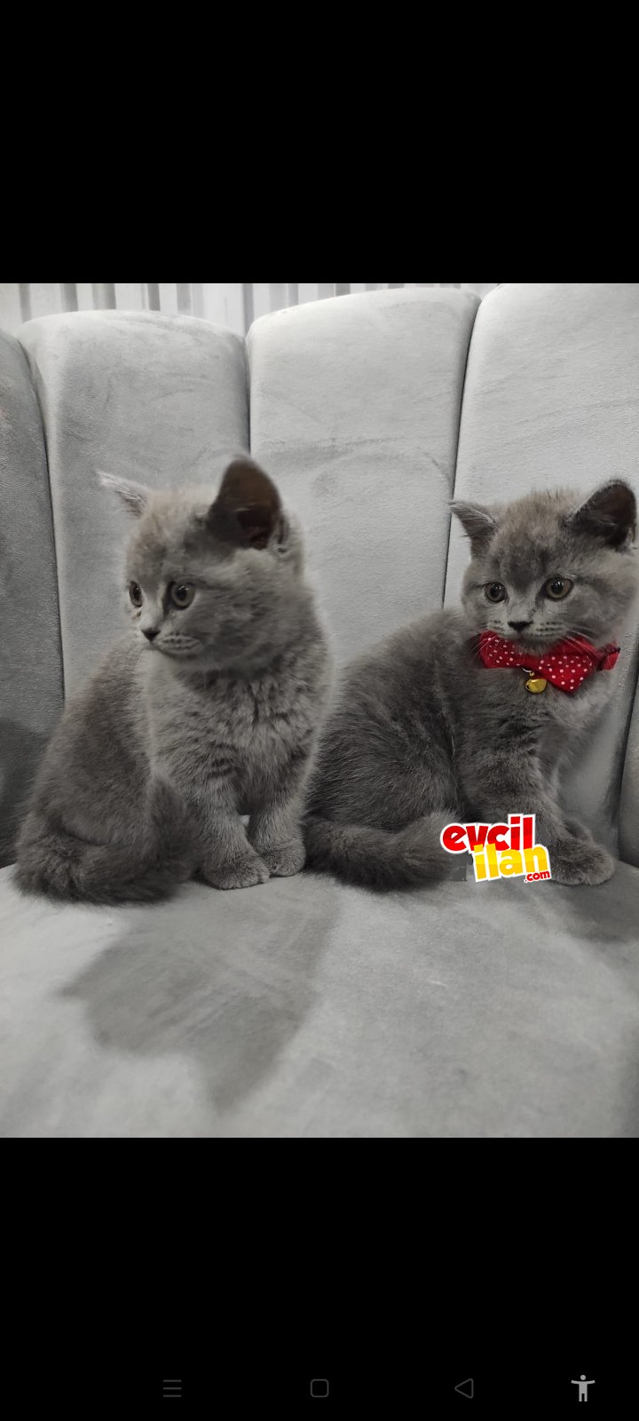 3 dişi 1 erkek