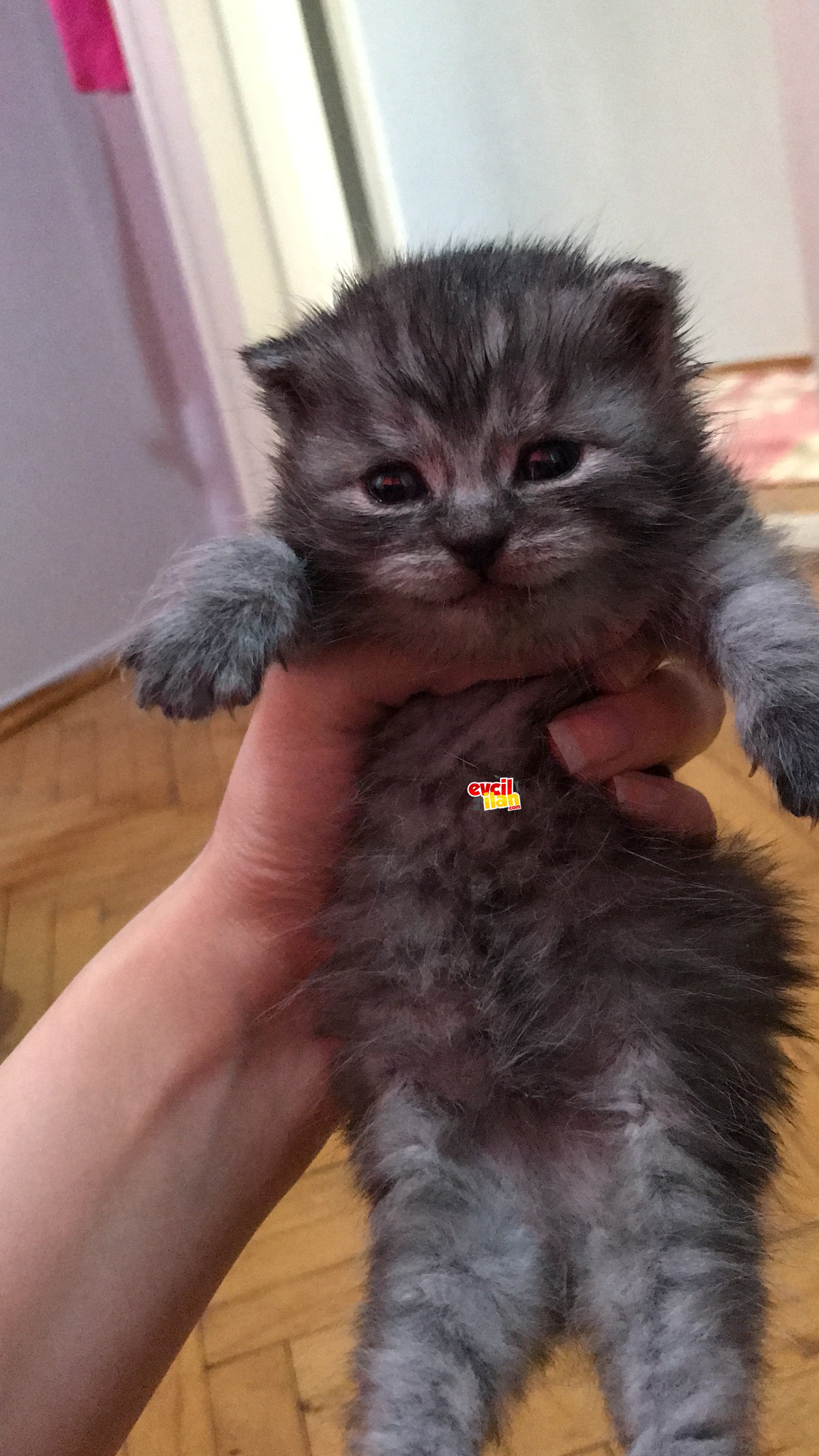 Scottish fold Fiko acil yeni sahiplerini arıyor 