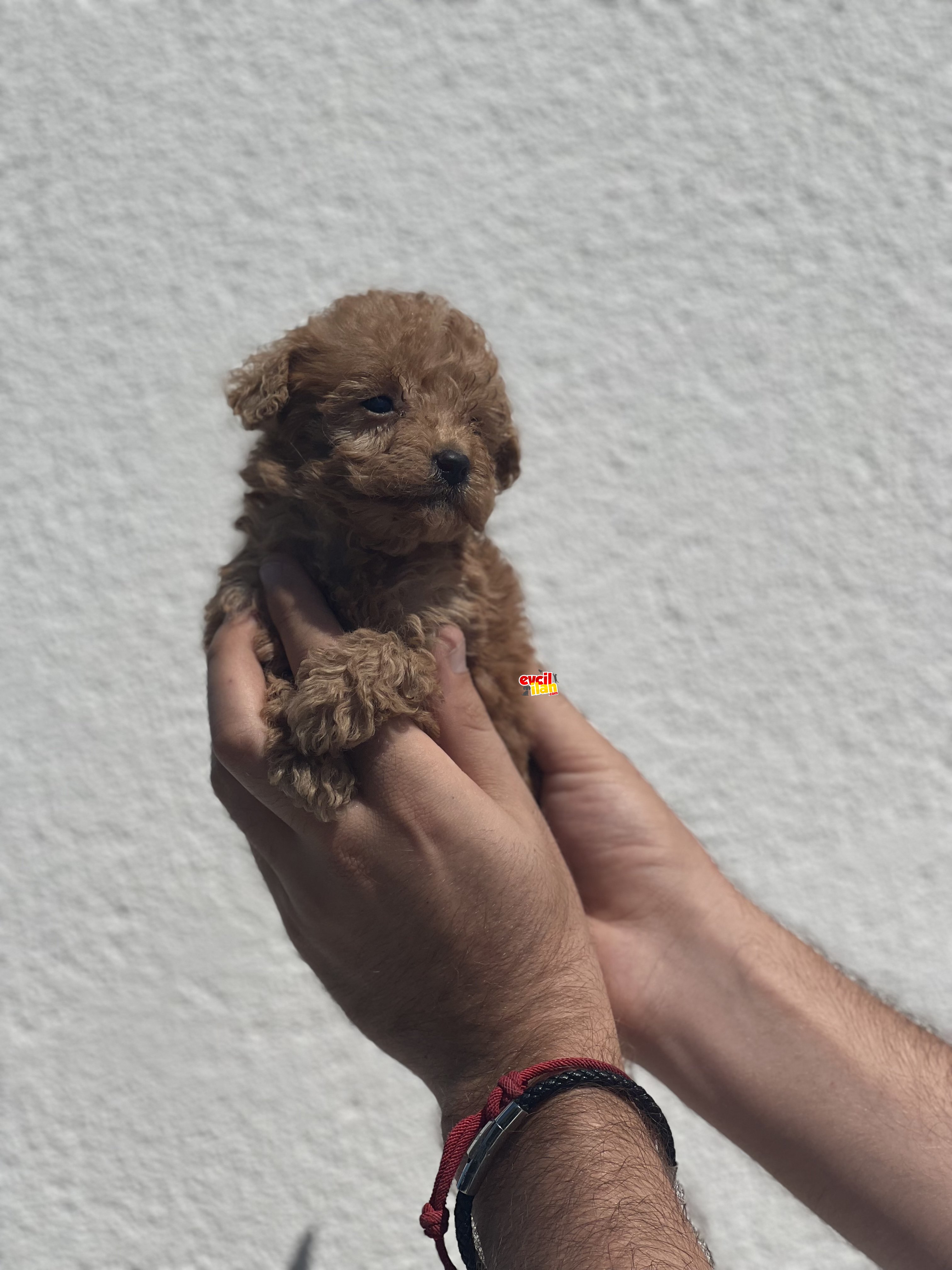 3 KG’yi GEÇMEYECEK POODLE YAVRULARIMIZ 