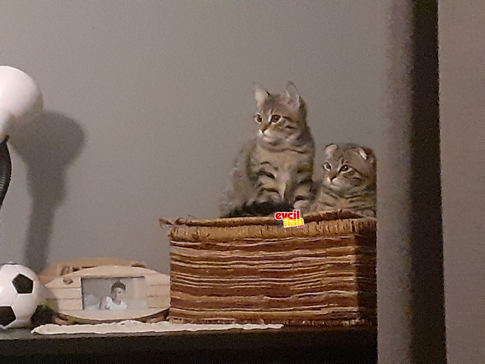 3 tatlı iyi huylu kardeş. 