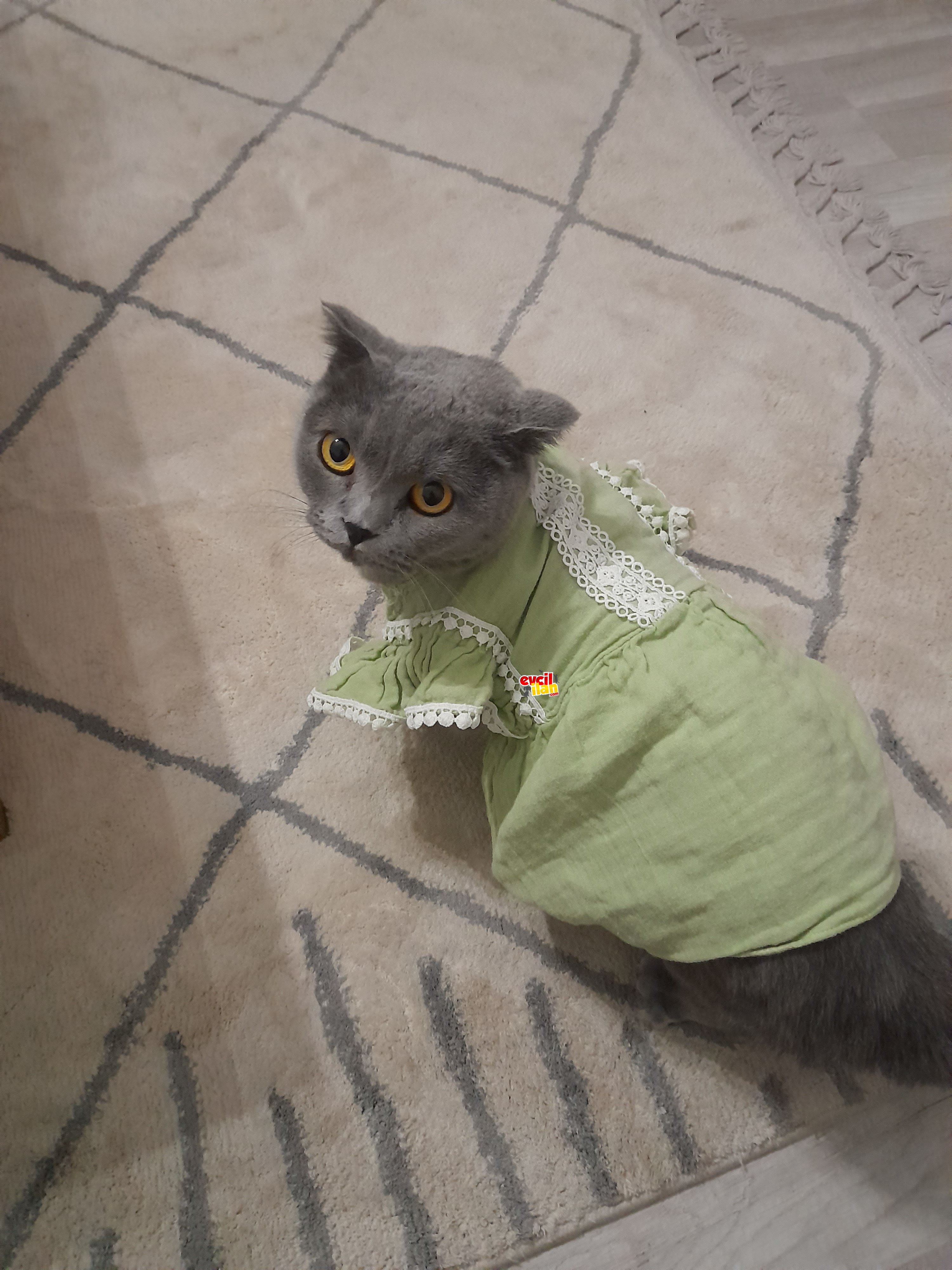 3 yaşında scottish fold dişi kedi