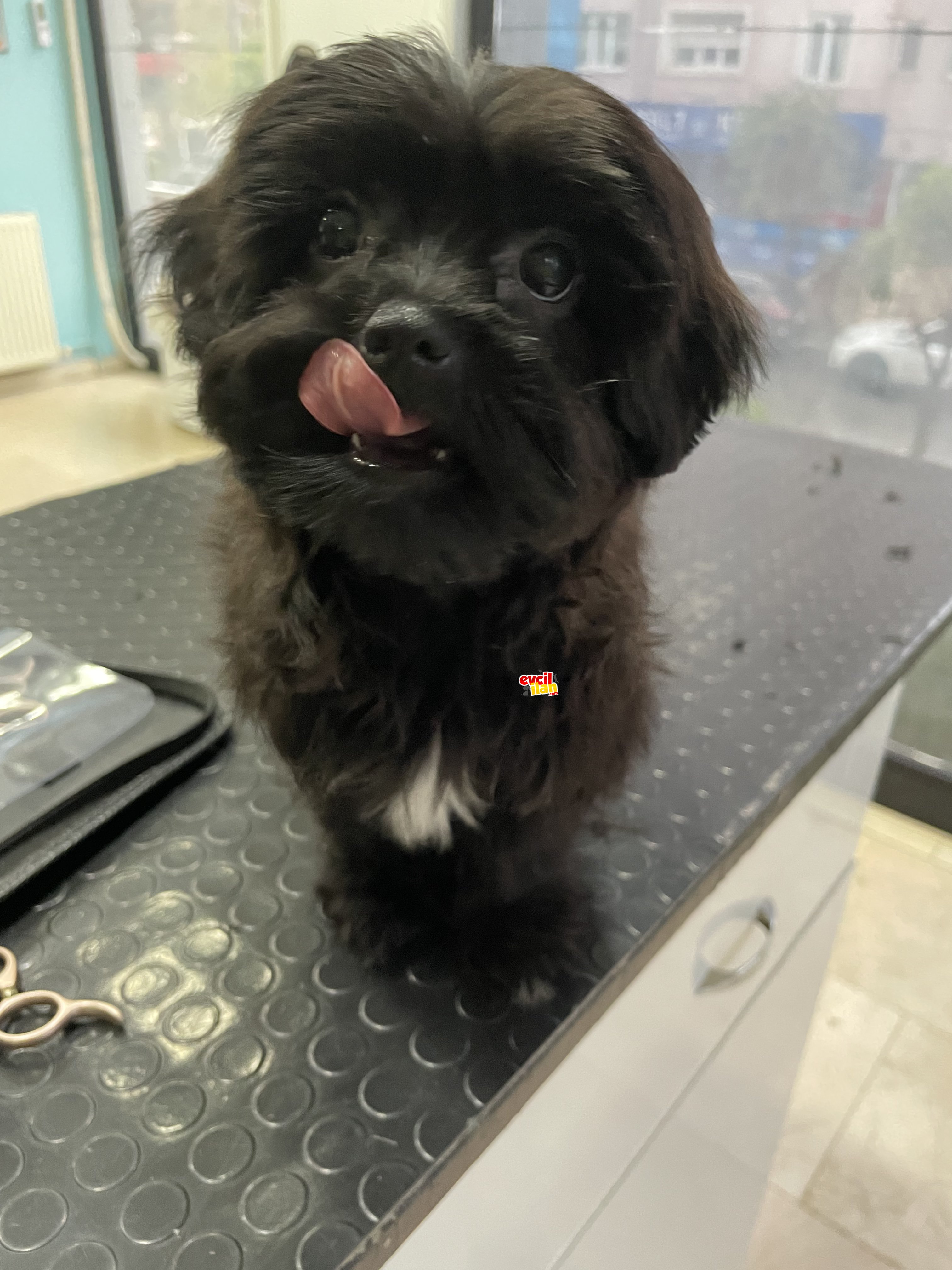 3,5 aylık muhteşem Maltese Terrier. 