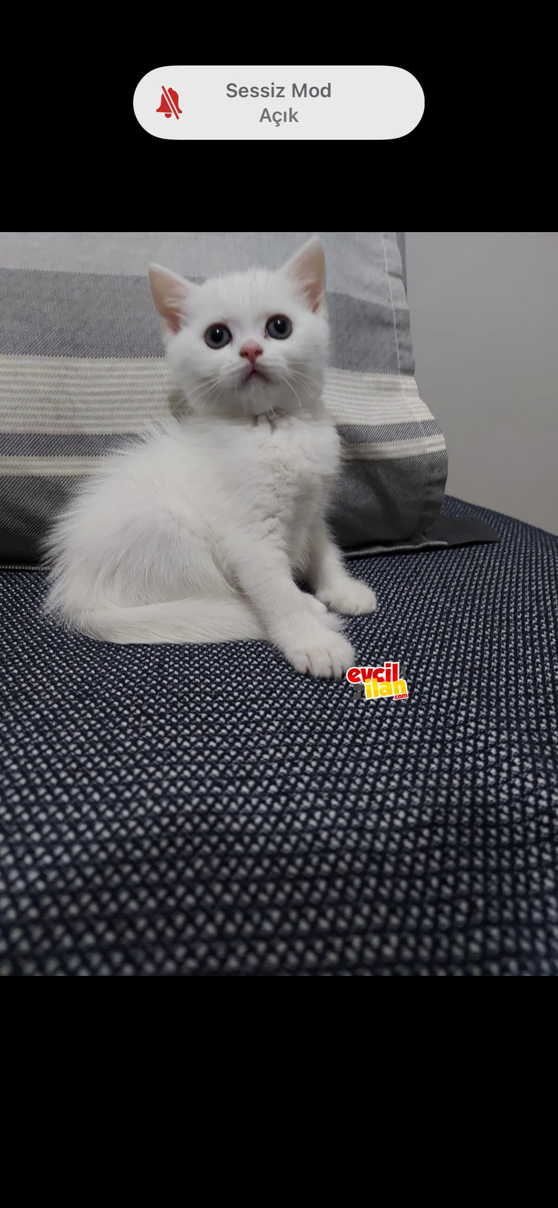 3.ayına girecek olan British Shorthair yavrumuz sahibini arıyor