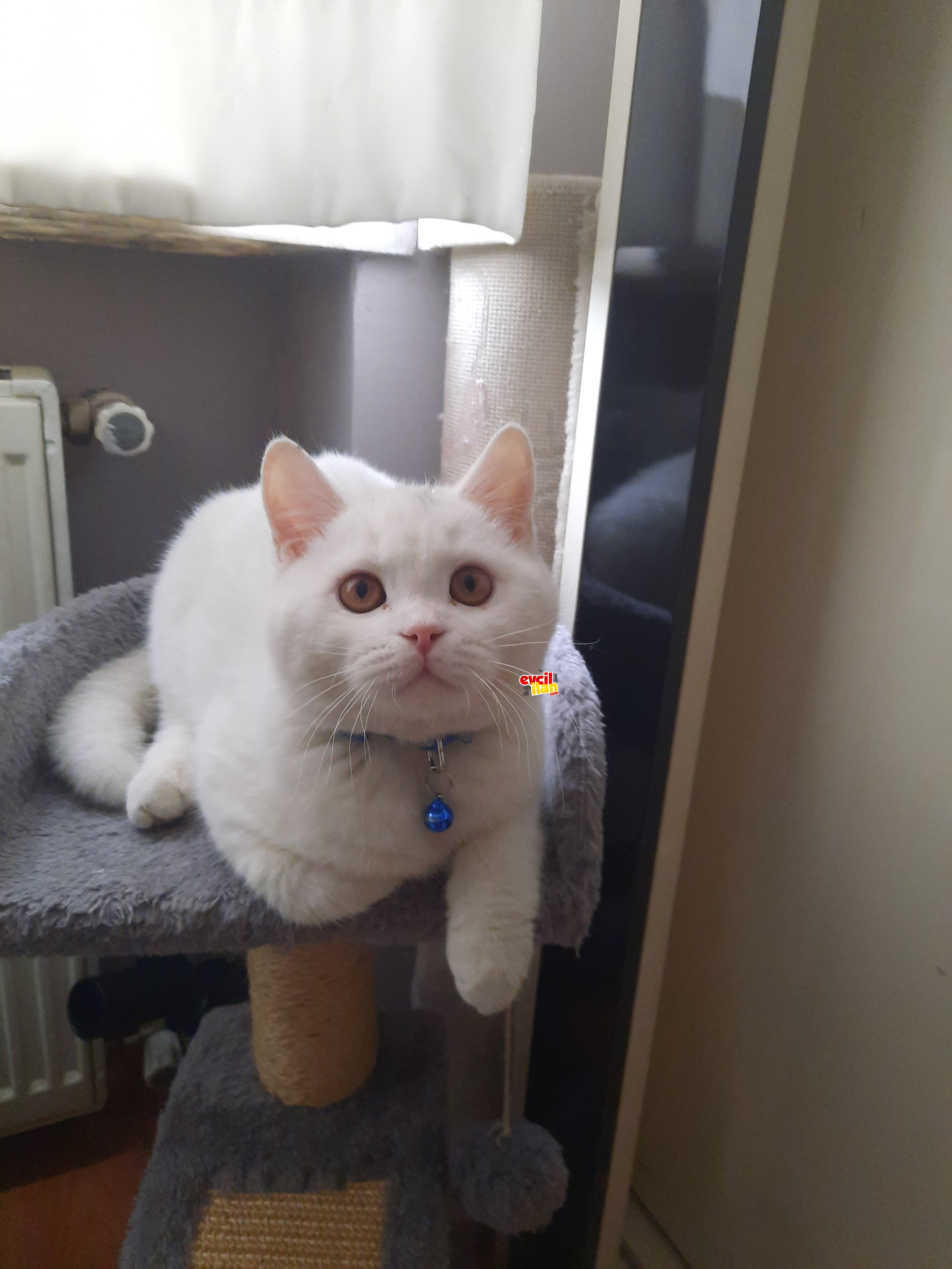 3.aylık erkek kedim günü gelen aşıları yapıldı gayet sağlıklı