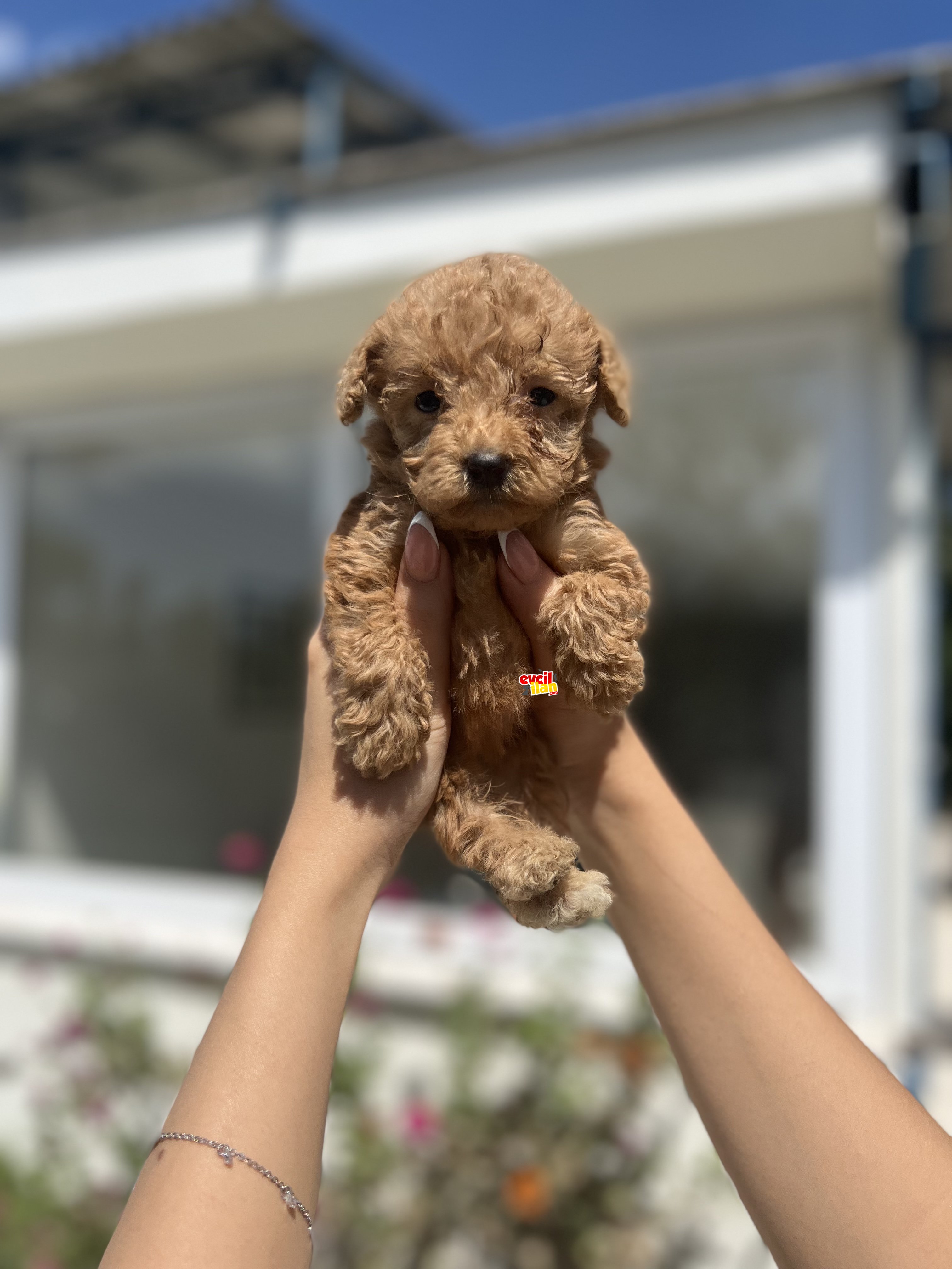 3KG’yi GEÇMEYECEK IRK GARANTİLİ POODLE YAVRULARIMIZ 