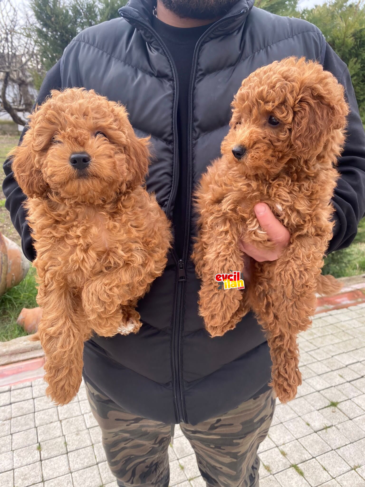 3KG Yİ GEÇMEYECEK POODLE YAVRULARIMIZ 