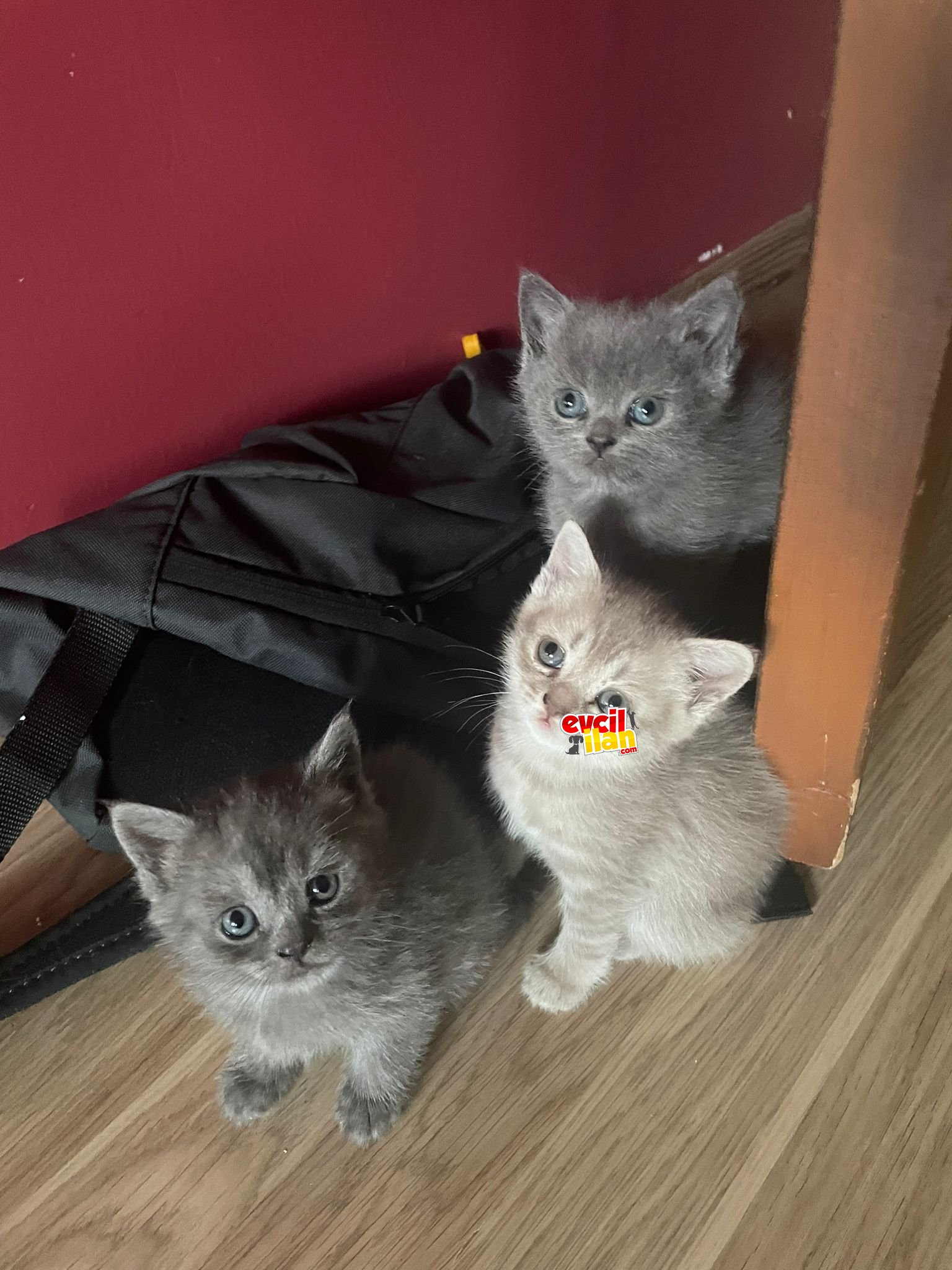 4 adet 2 aylık yavrularımız