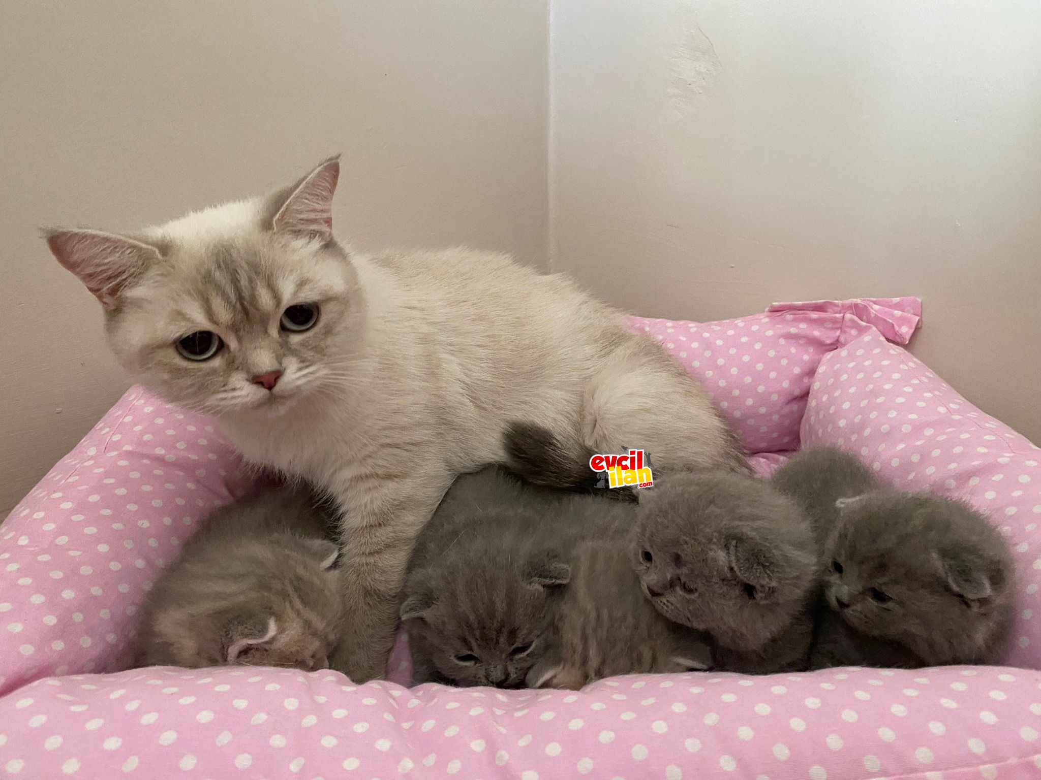 4 adet gri ve 1 adet silver