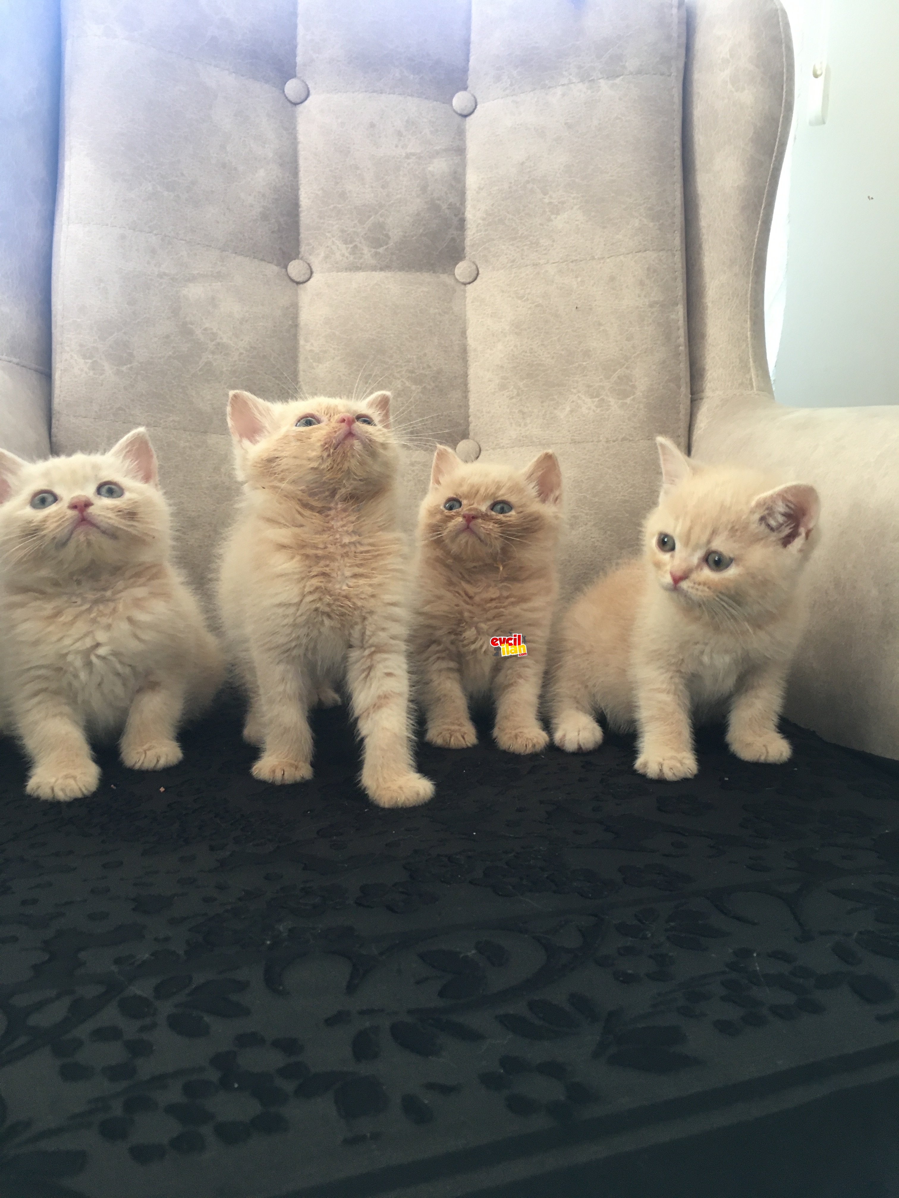 4 Adet Sağlıklı Anne Babadan British Yavrular