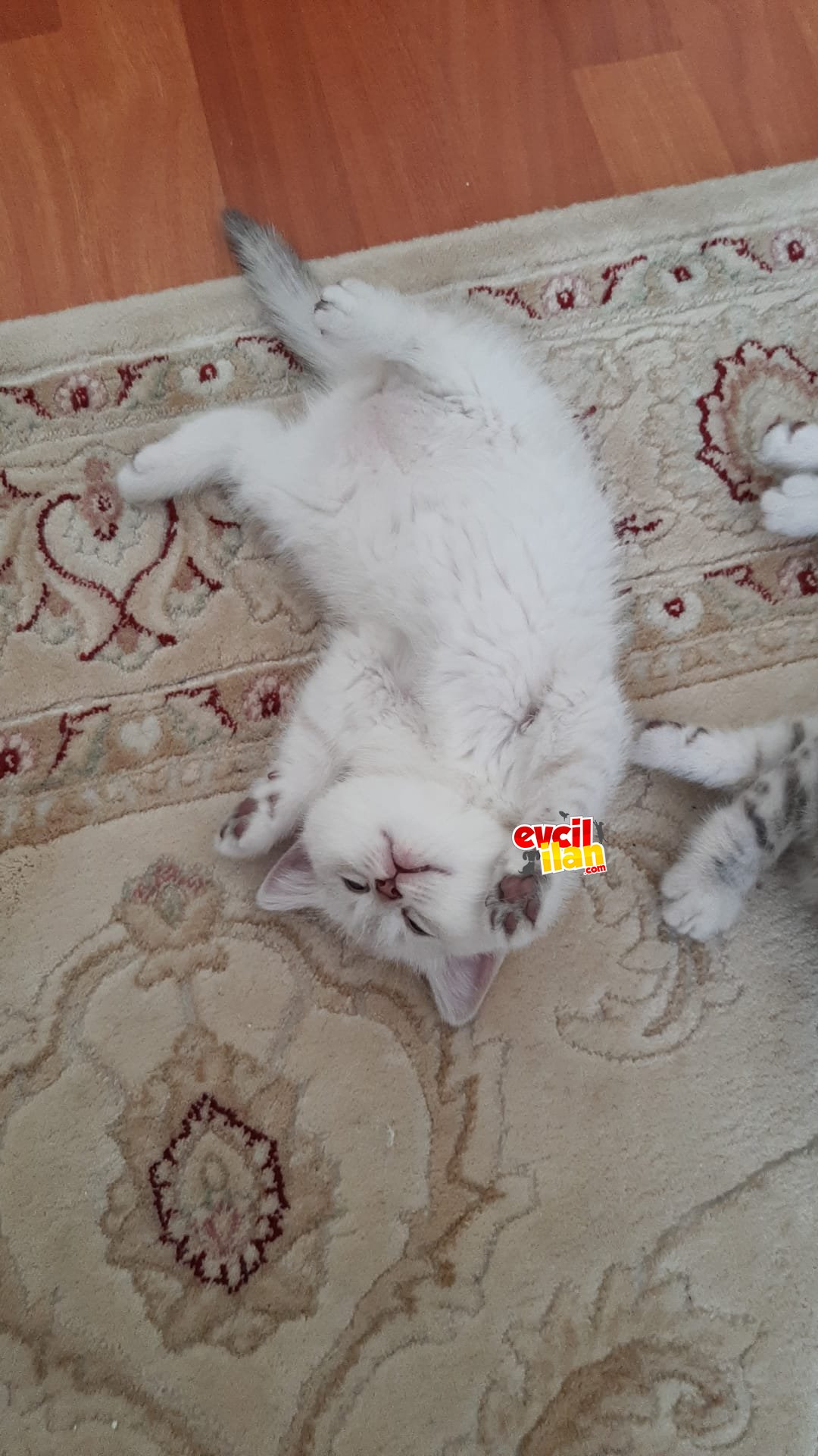 4 adet scrli 2 aylık yavru kedilerim 