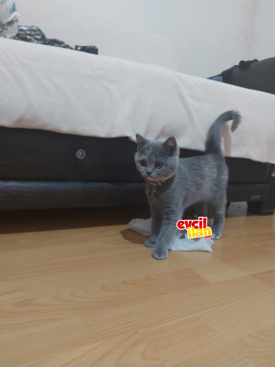 4 aşısı tamamlanmış kimliği çıkarılmış oyuncu sevimli hayat dolu kedimiz 