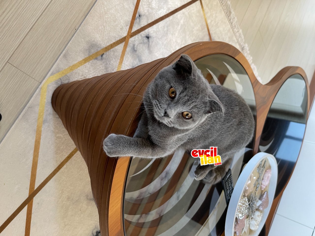 4 aylık aşılı karneli çok sevecen
