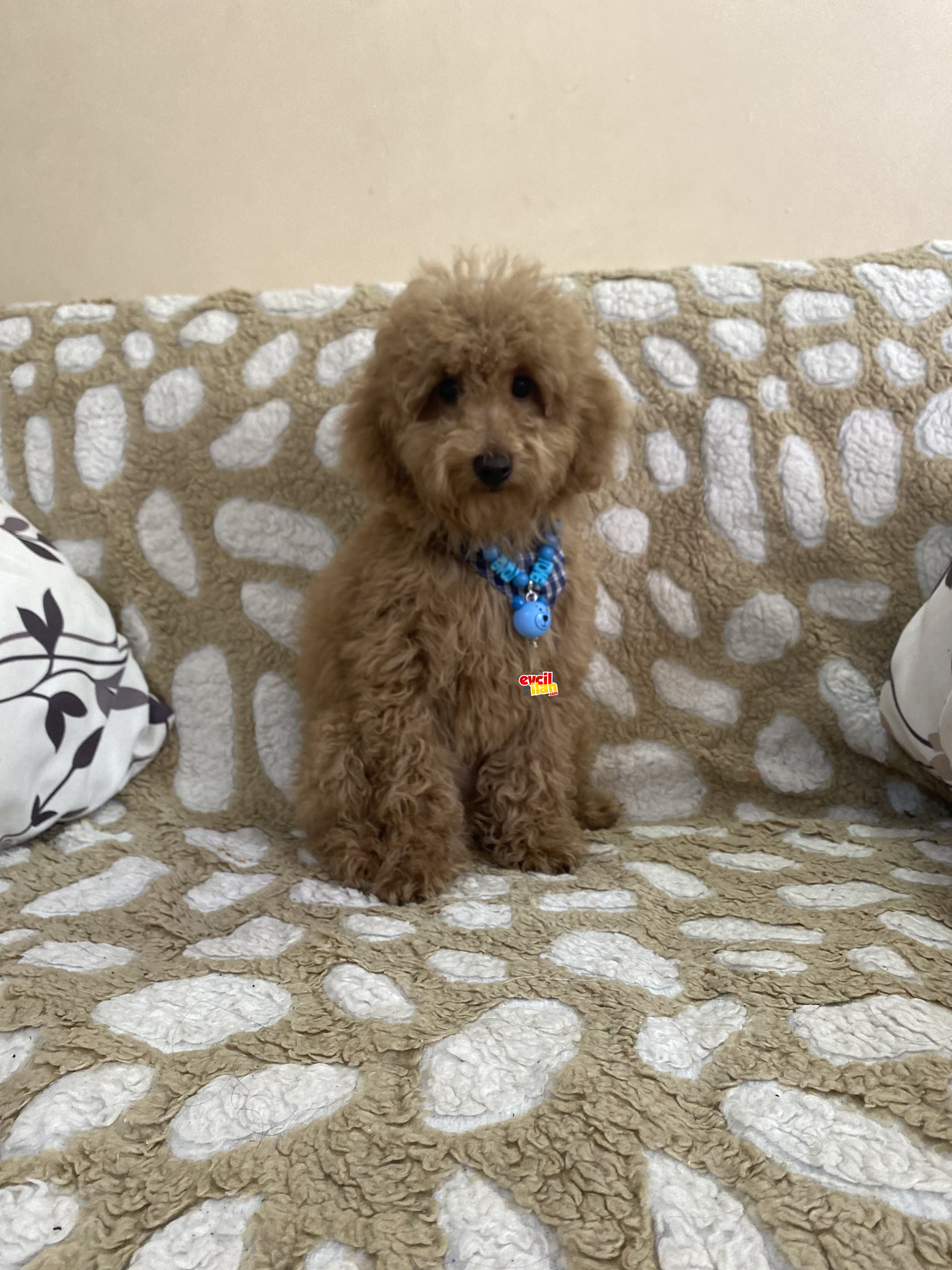 4 aylık Aşılı Orjinal Toy Poodle 