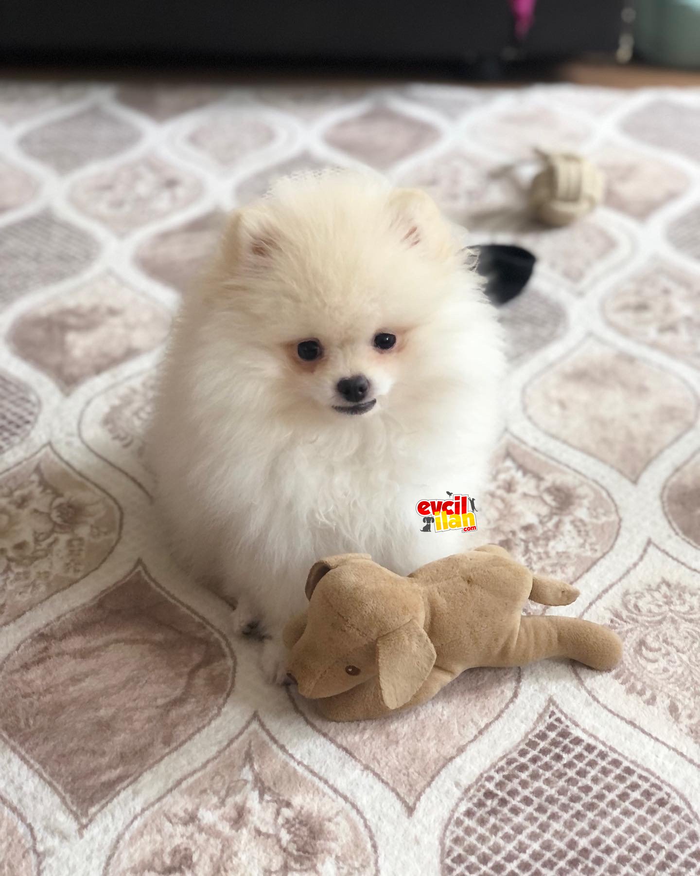 4 aylık boo beyaz 