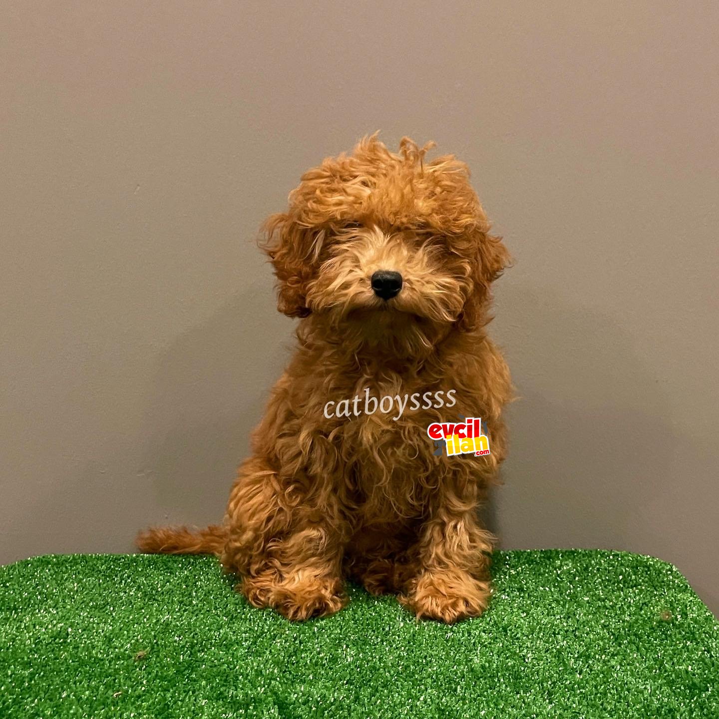 4 aylık dişi red toy poodle yavrumuz 