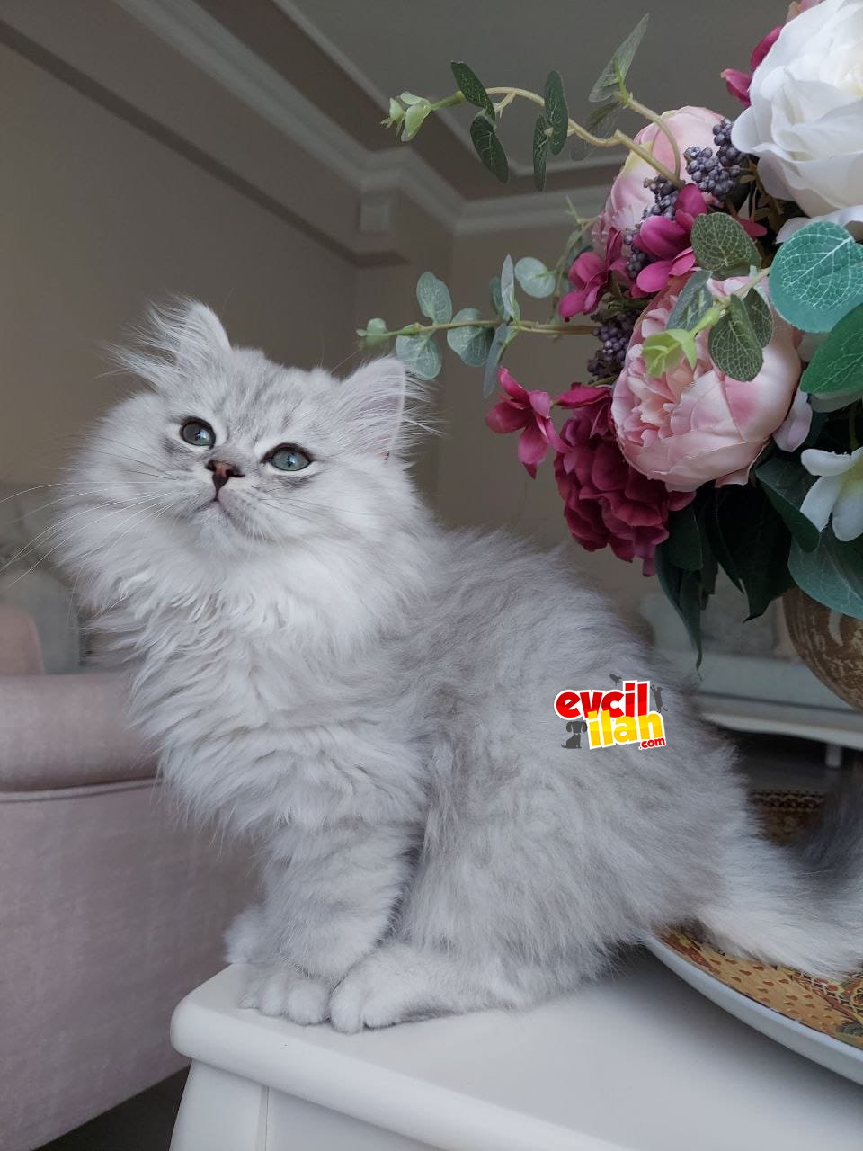 4 Aylık erkek tirmalamaz,oyuncu kedimizi oğlumuz alerjisi nedeniyle maalesef vereceğiz 