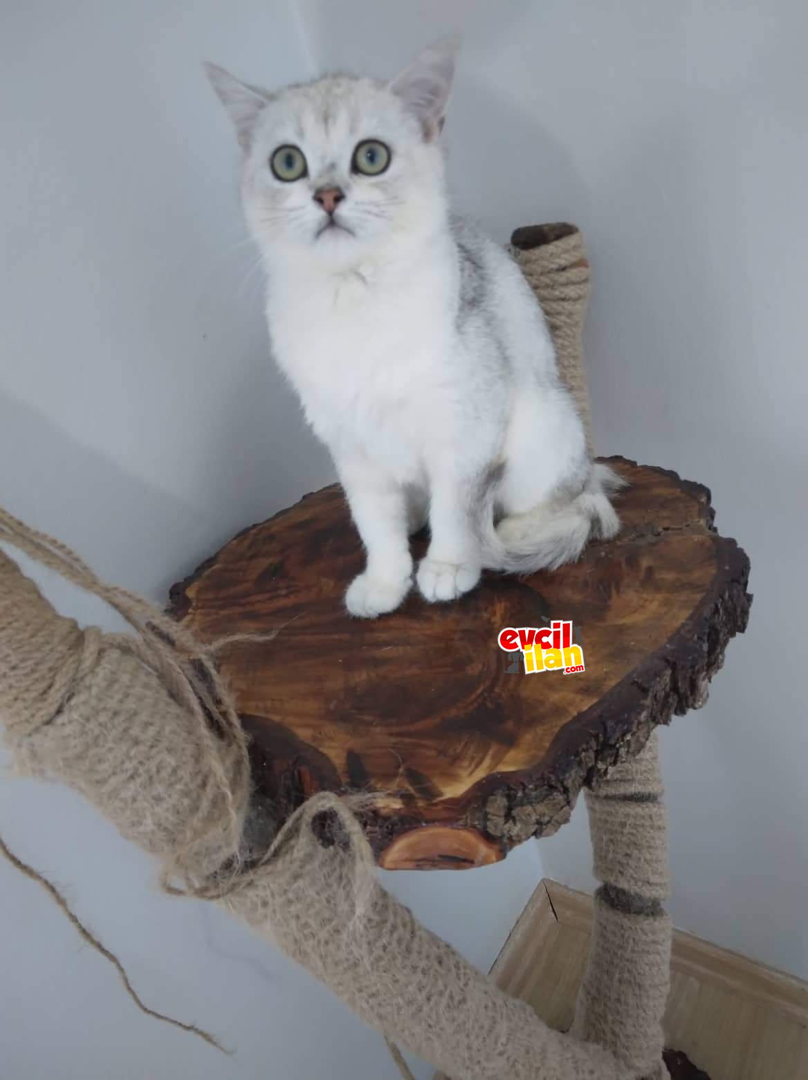 4 aylık erkek