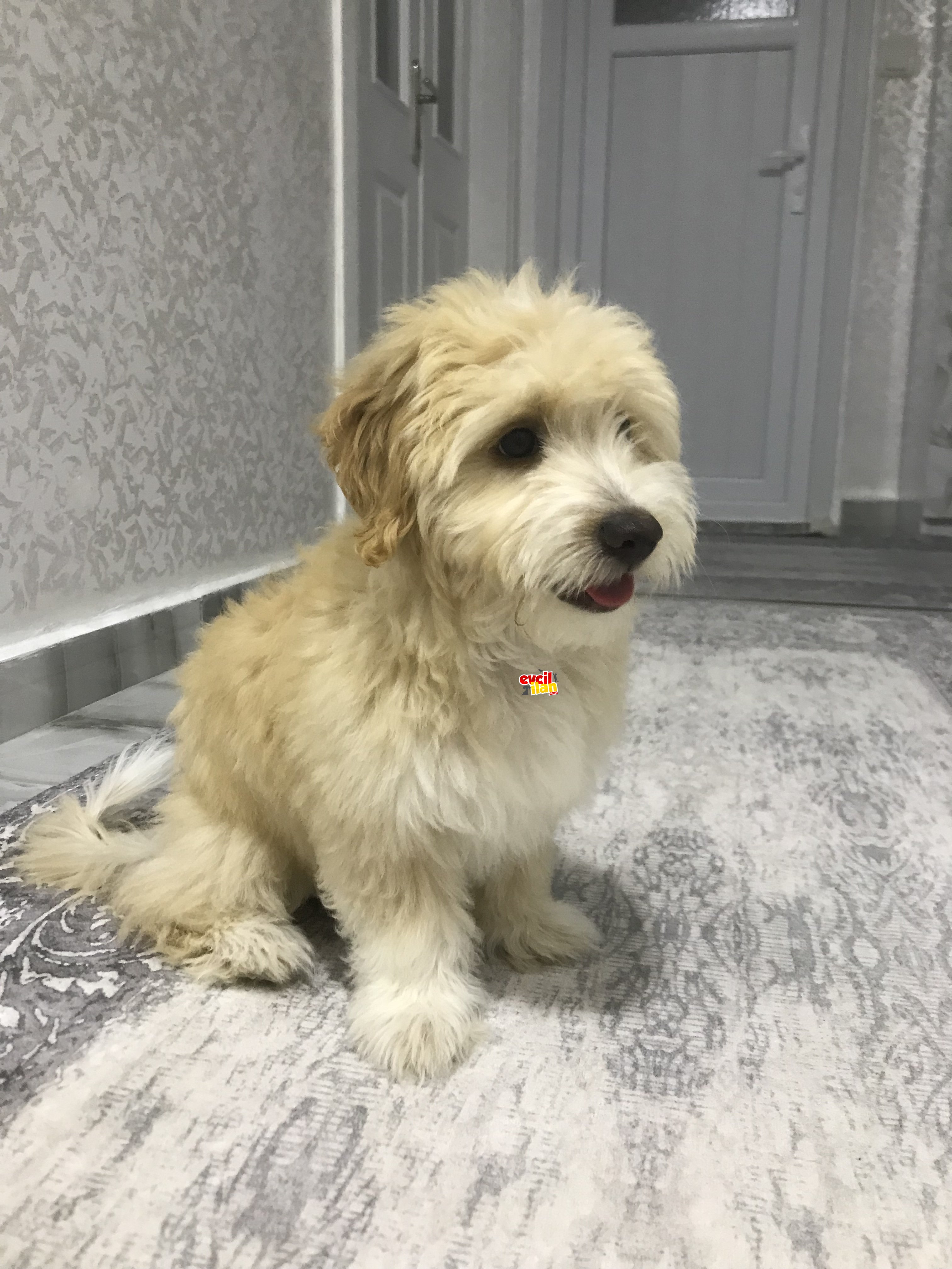 4 aylık Maltipoo 