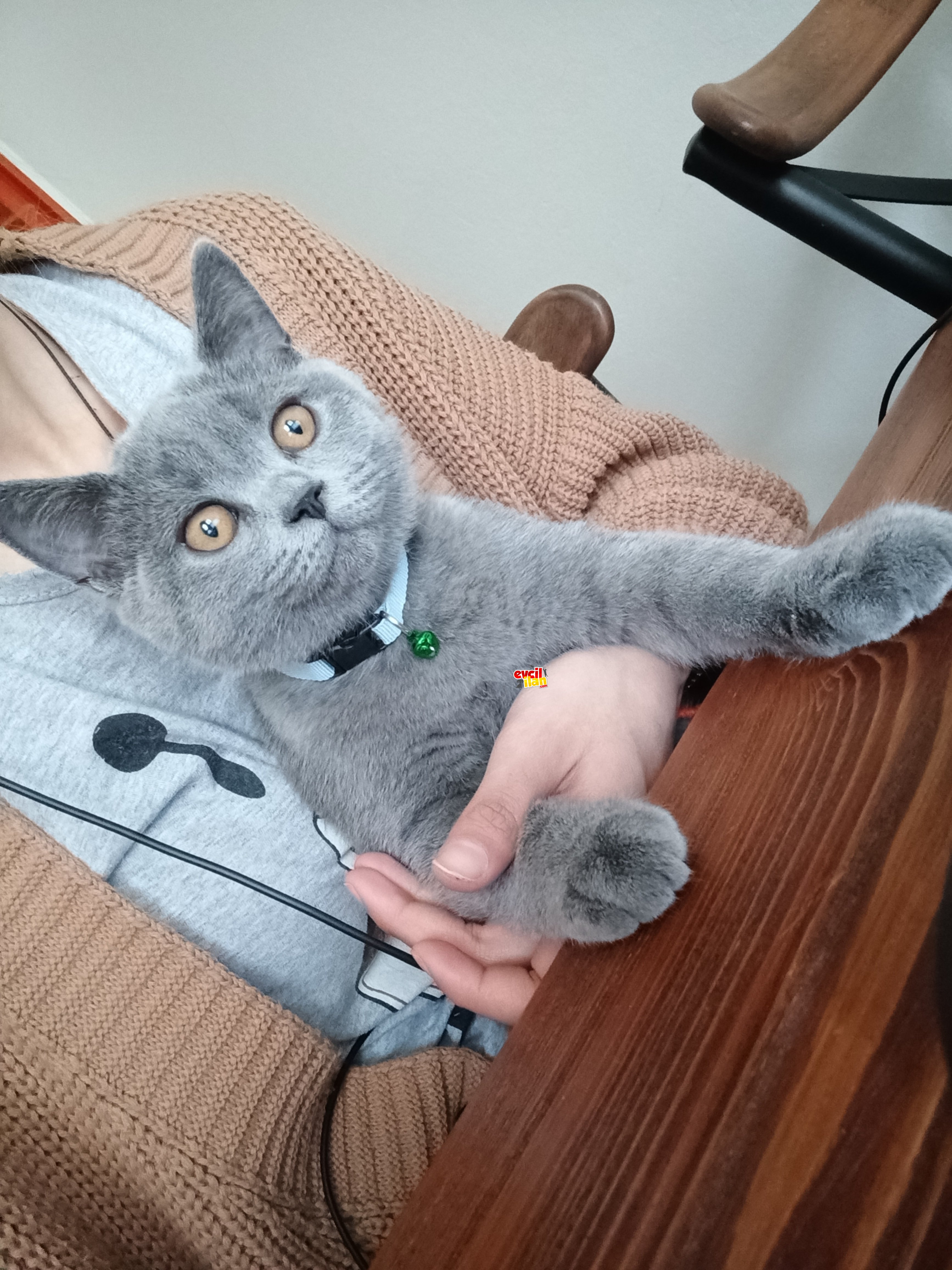 4 aylık yavru british kedi 