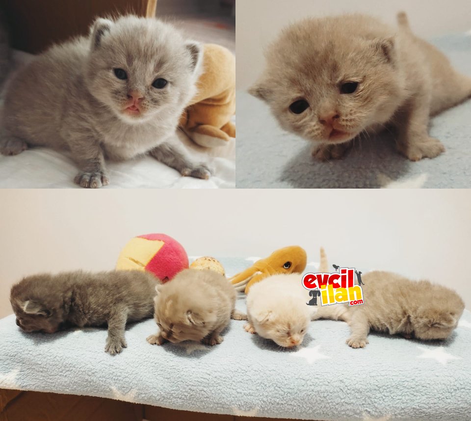 4 british yavrumuz 