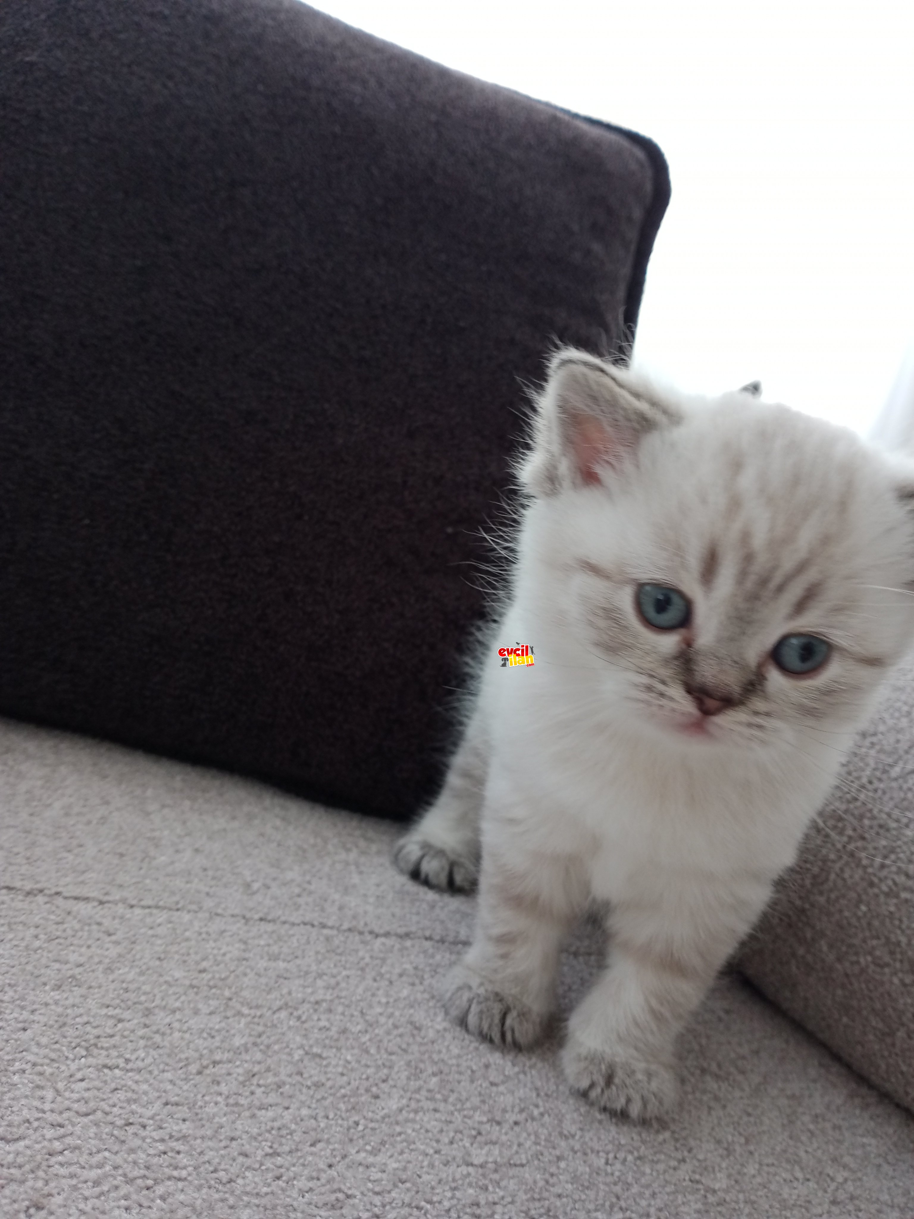 4 güzeller güzeli yavrumu sahiplendirmek istiyorum 