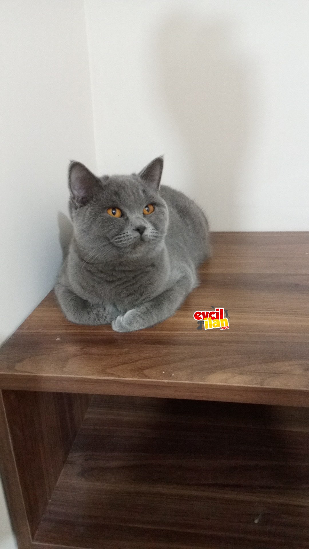 4 tane scottish straight dişi yetiskin 